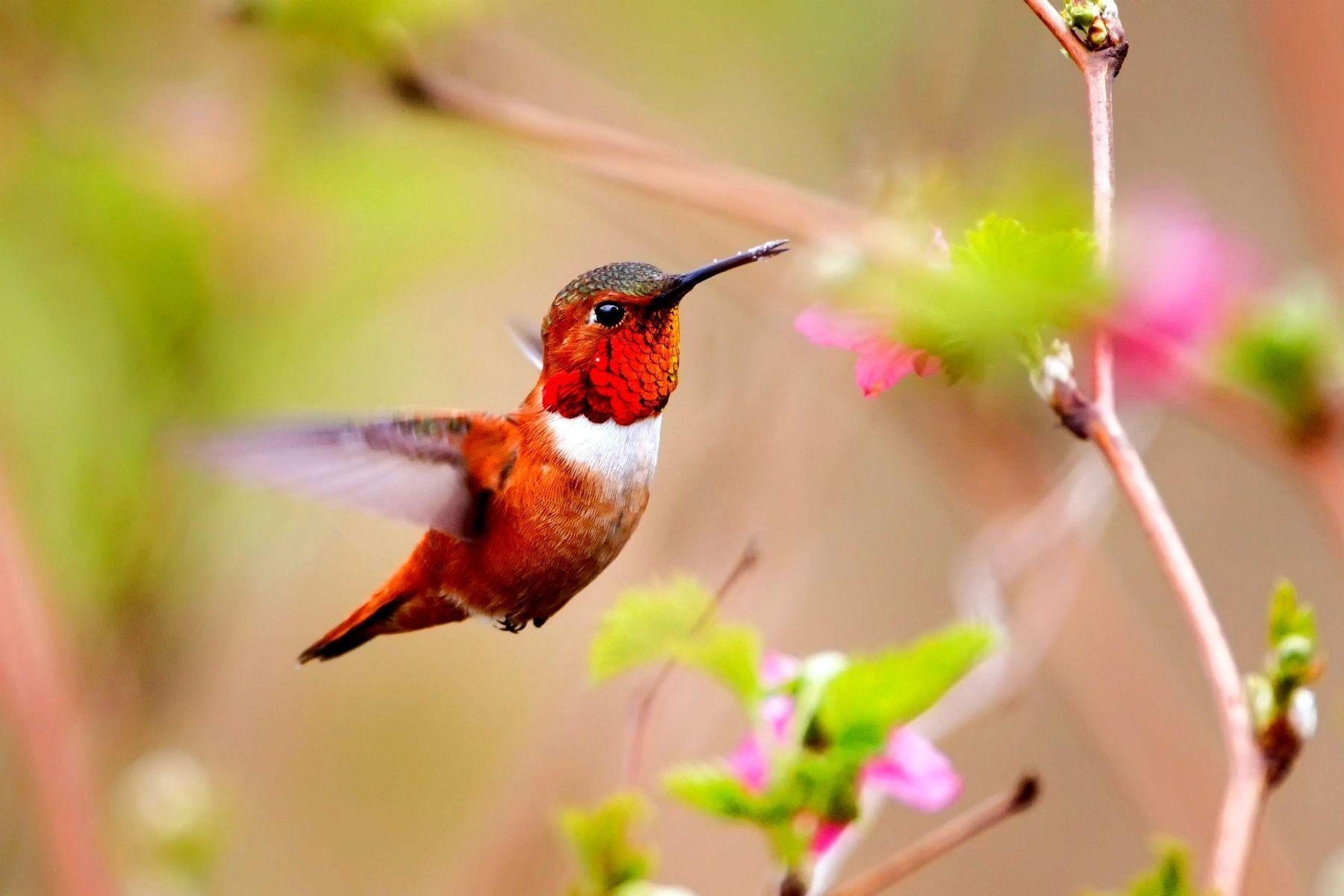 Kolibri, bunte Blume, Wallpaper, Tiere, Vögel, 1800x1200 HD Desktop