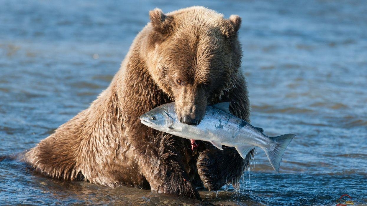 Grizzlybär, Tiere, Fisch, Braunbär, Natur, 1250x700 HD Desktop