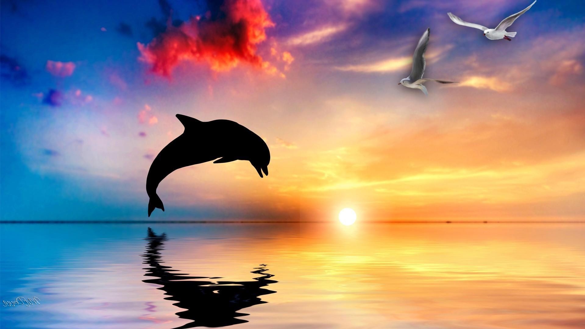 Delfin, Meerestier, Ozean, Tier, Natur, 1920x1080 Full HD Desktop