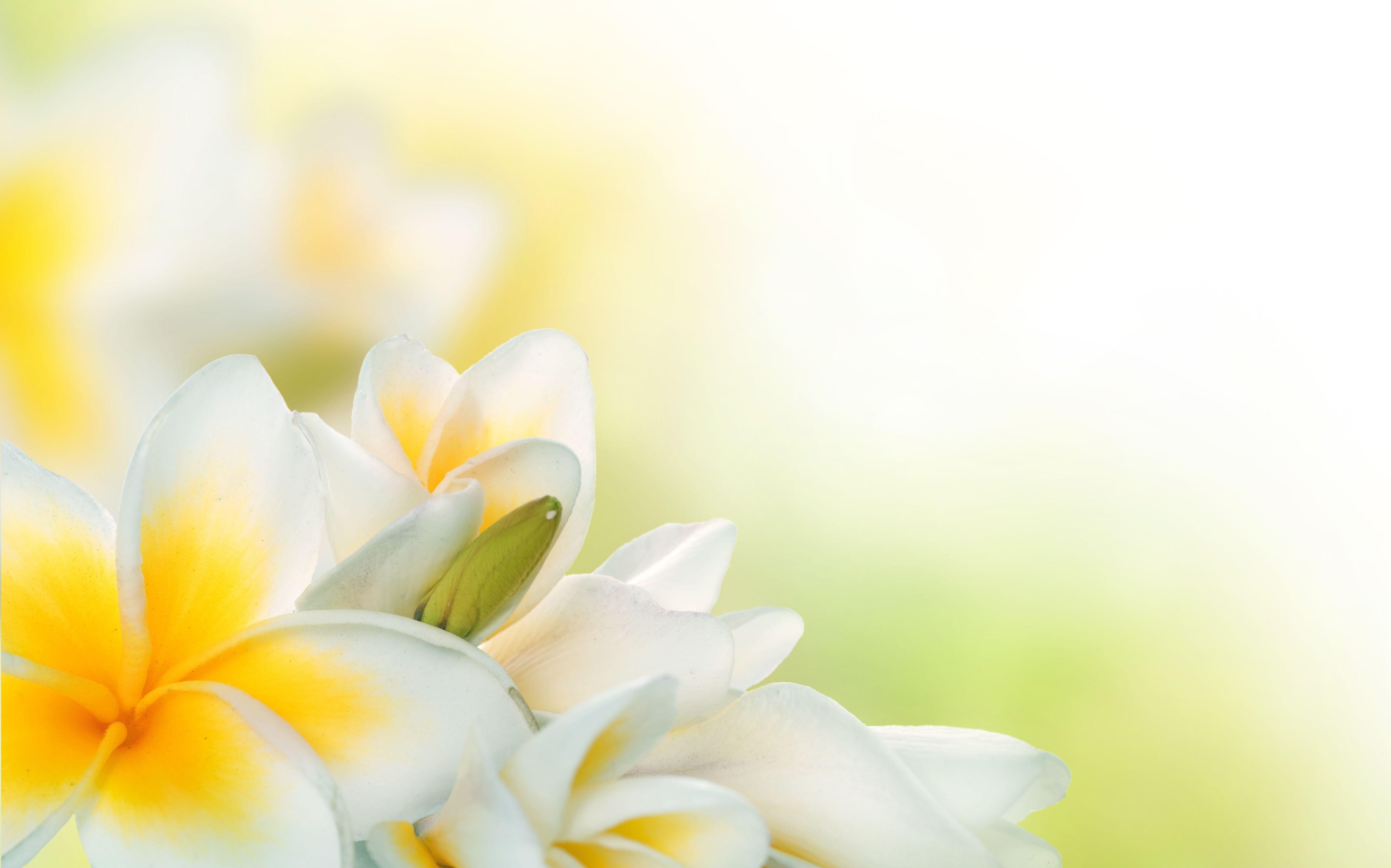 Natur, Blüten, Plumeria, Blumen, Hintergrund, 5000x3120 4K Desktop