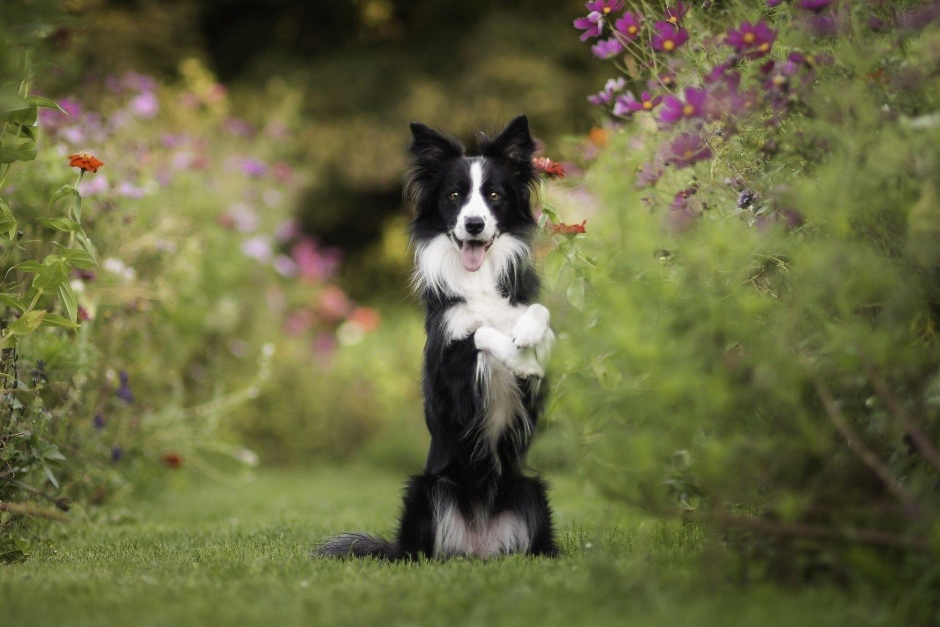 Border Collie, Tiere, Hundeblick, Porträt, schwarzweiß, 1920x1290 HD Desktop