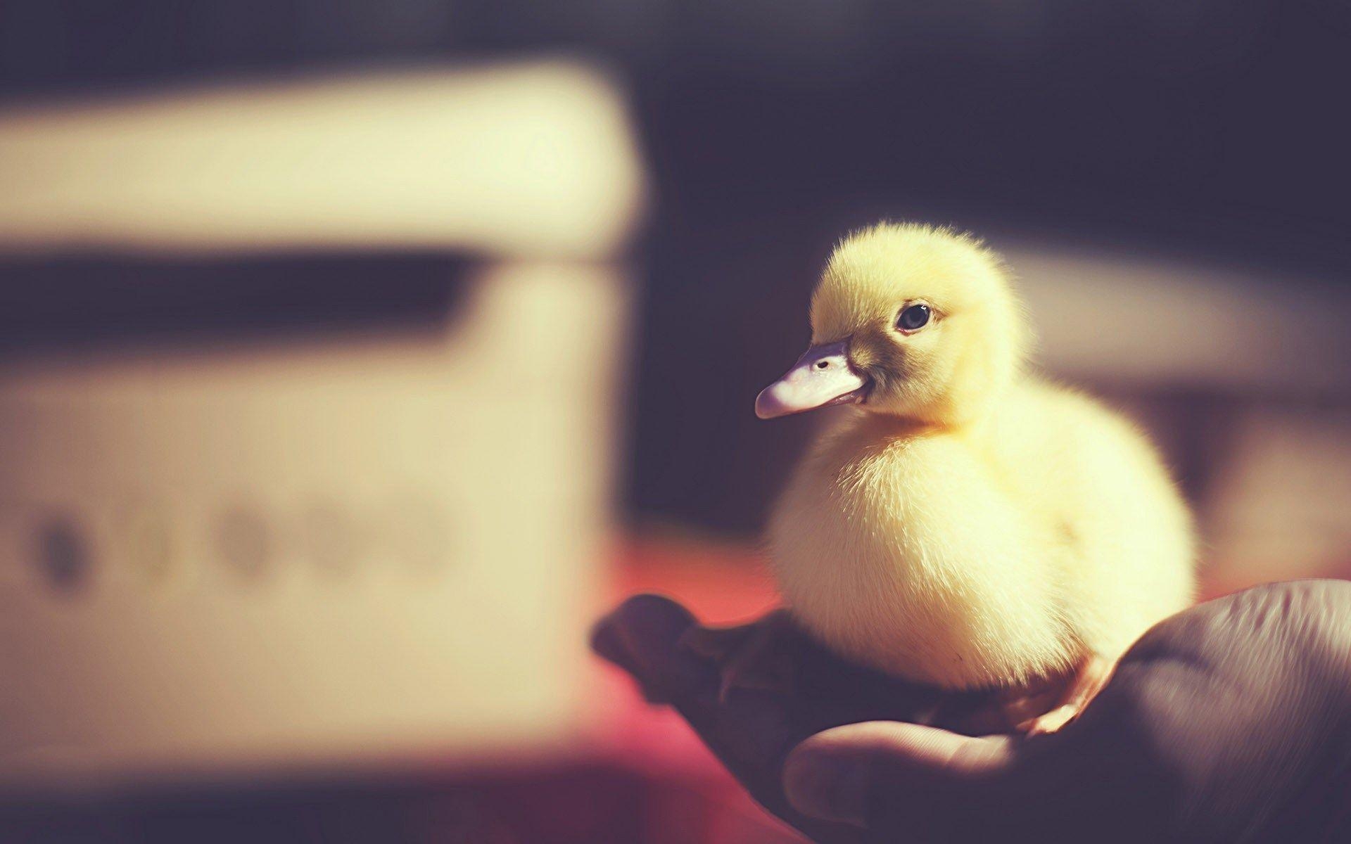 Babyente, Tiere, Entenküken, Natur, Süß, 1920x1200 HD Desktop