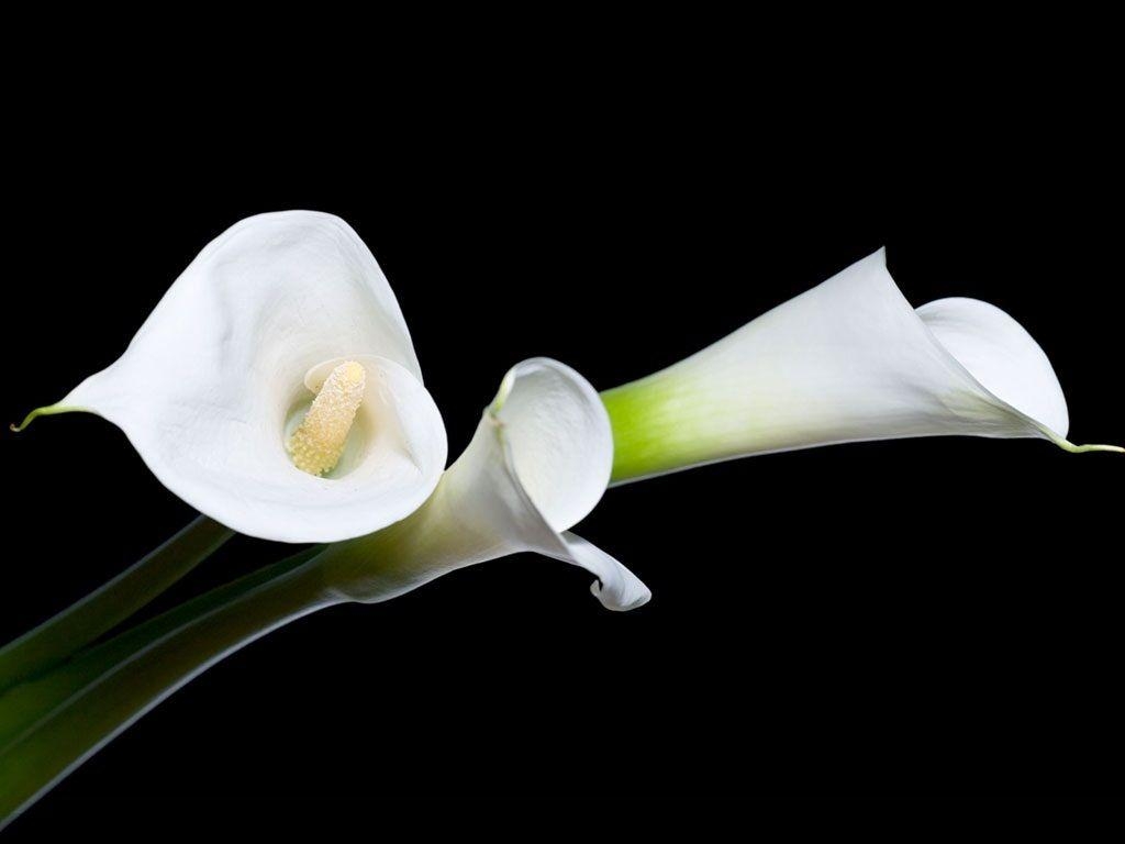 Calla-Lilie, HD, Hintergrundbild, Blume, Schönheit, 1030x770 HD Desktop