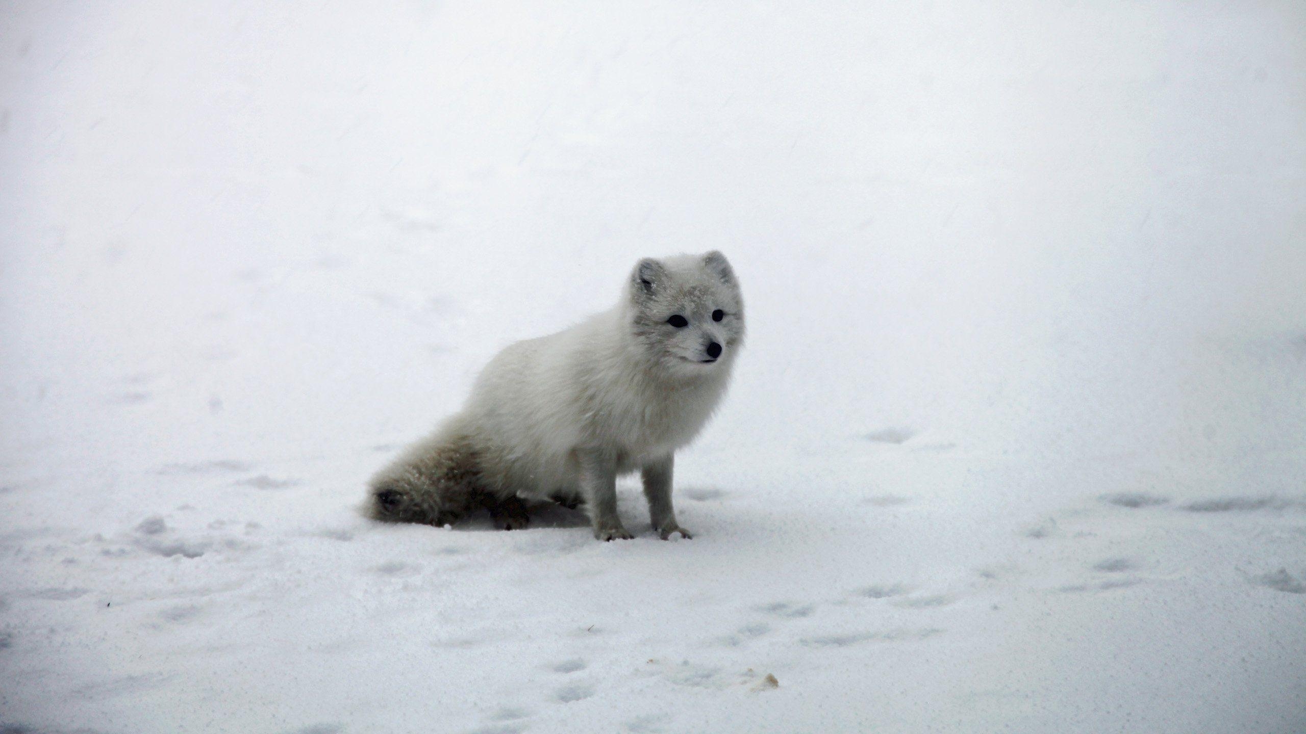 Arktischer Fuchs, Computer, Arktis, Bild, 2560x1440 HD Desktop