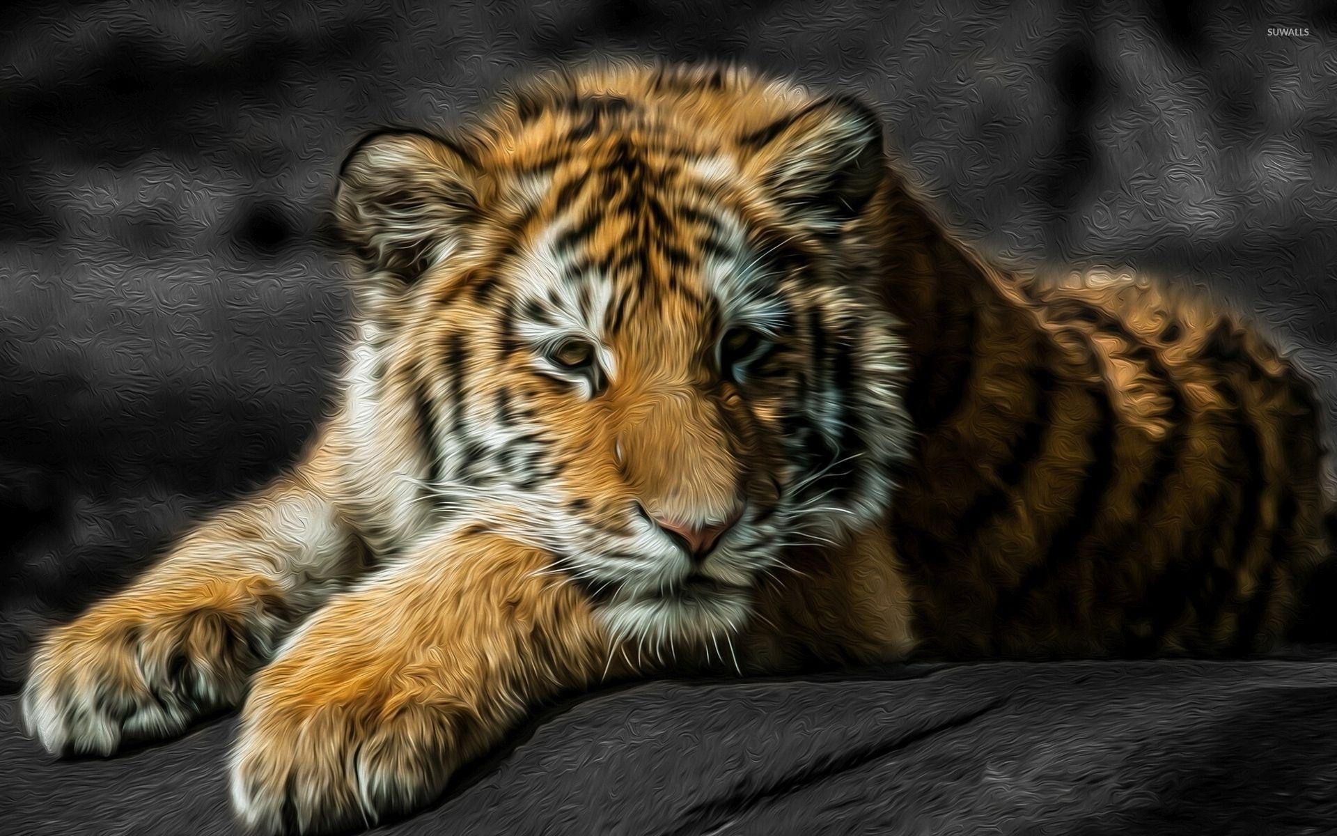 Tigerjunges, Ruhe, Fels, Wallpaper, Bild, 1920x1200 HD Desktop