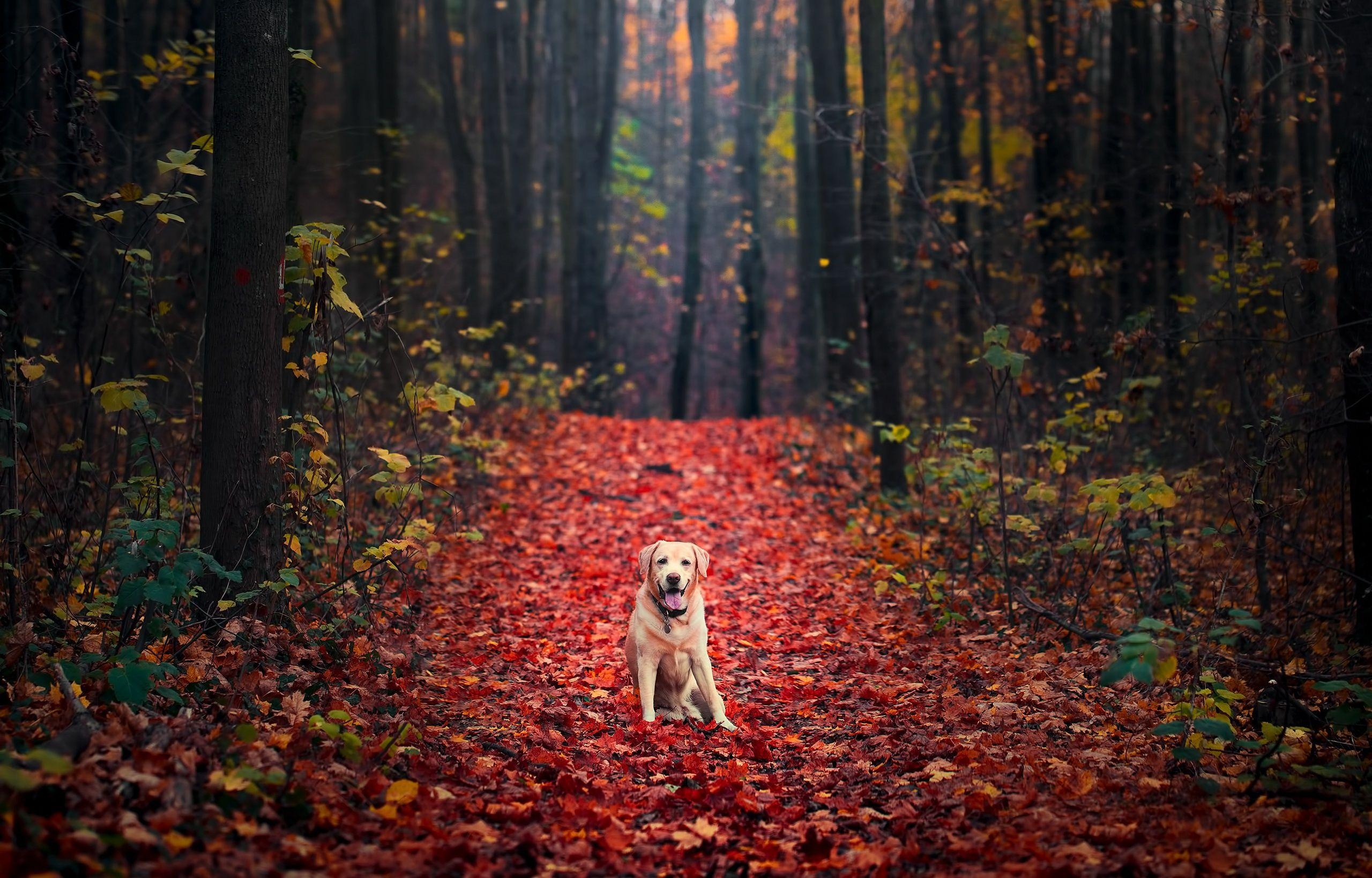 Labrador Retriever, Herbstlaub, Wald, HD, Hund, 2560x1640 HD Desktop