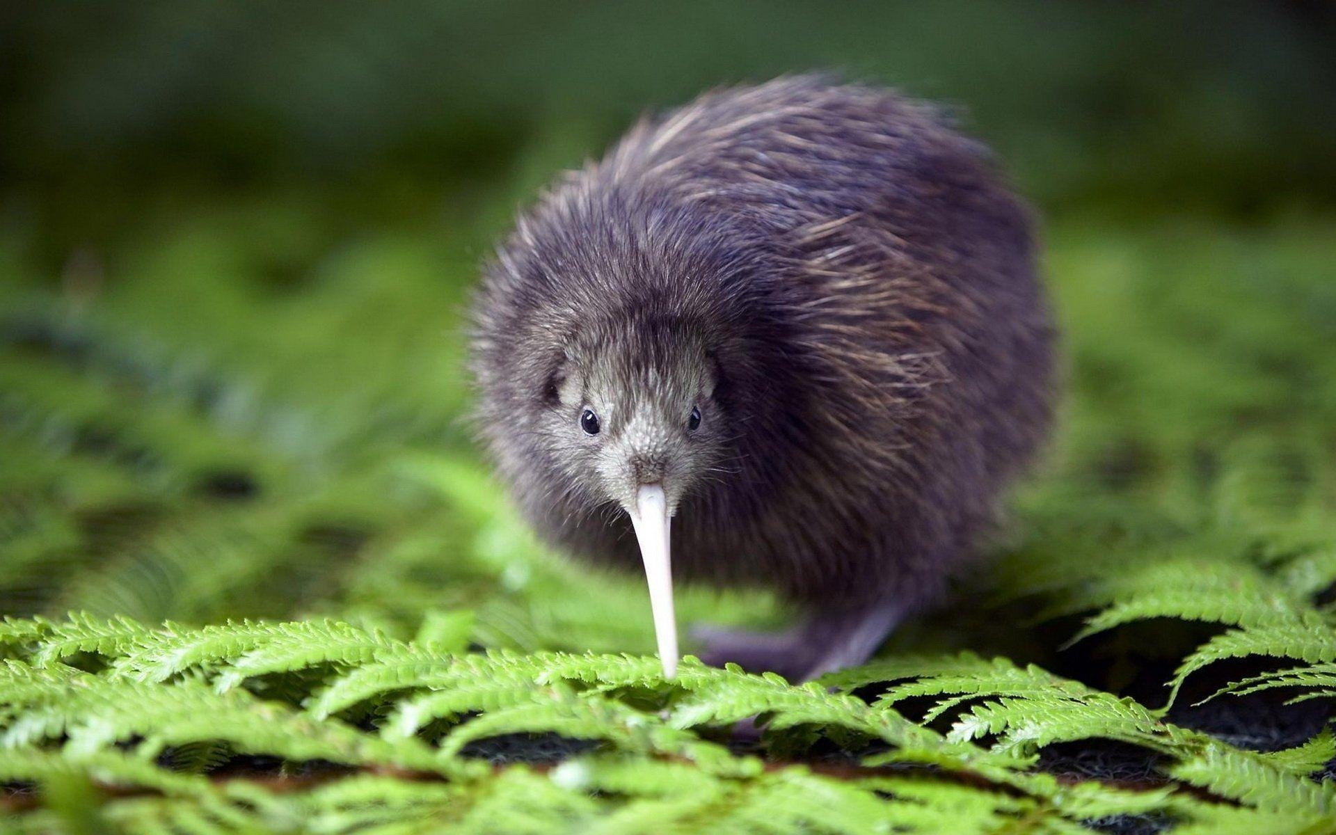 Kiwi, Vogel, Tierwelt, Wallpaper, Neuseeland, 1920x1200 HD Desktop