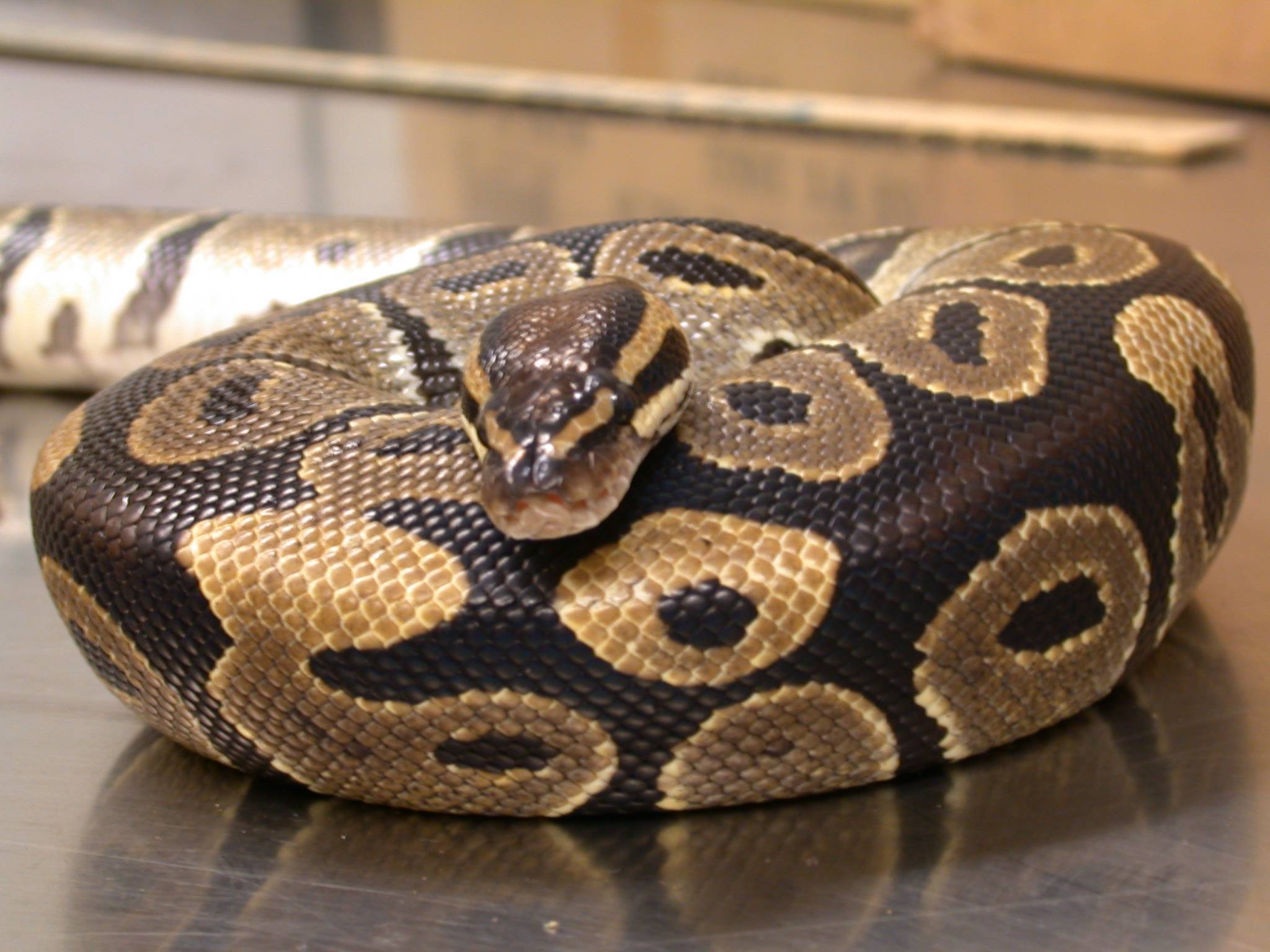 Ball Python, Reptil, Schlange, Tiere, HD, 2050x1540 HD Desktop