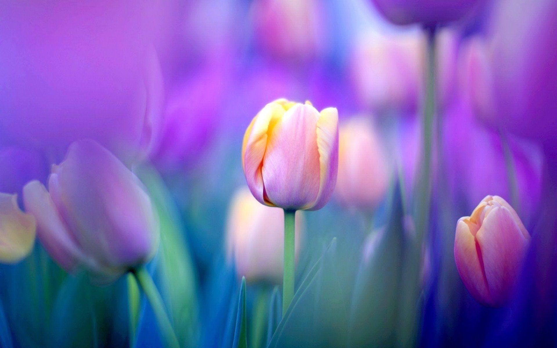 Tulpe, Natur, HD, Blume, Hintergrundbild, 1920x1200 HD Desktop