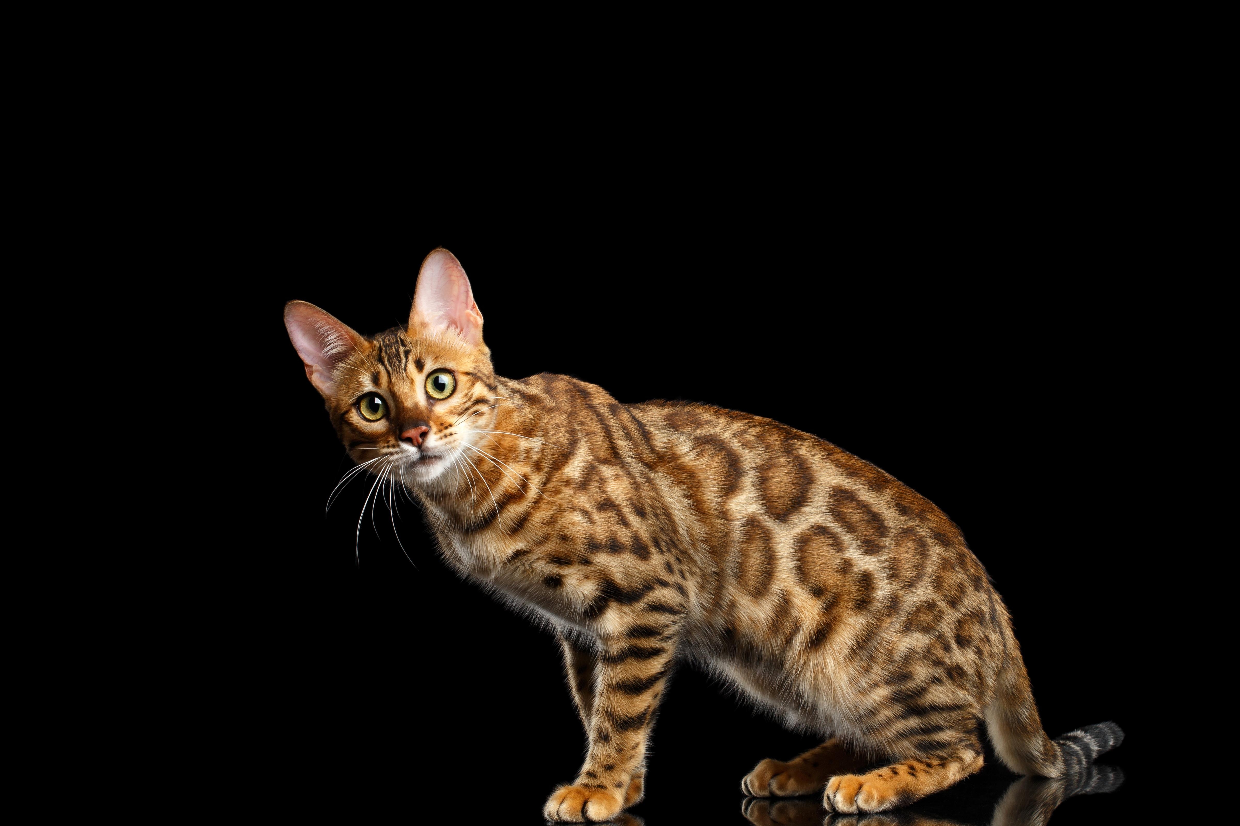 Bengalkatze, Katzen, Hintergrund, Exotisch, Tier, 4800x3200 4K Desktop