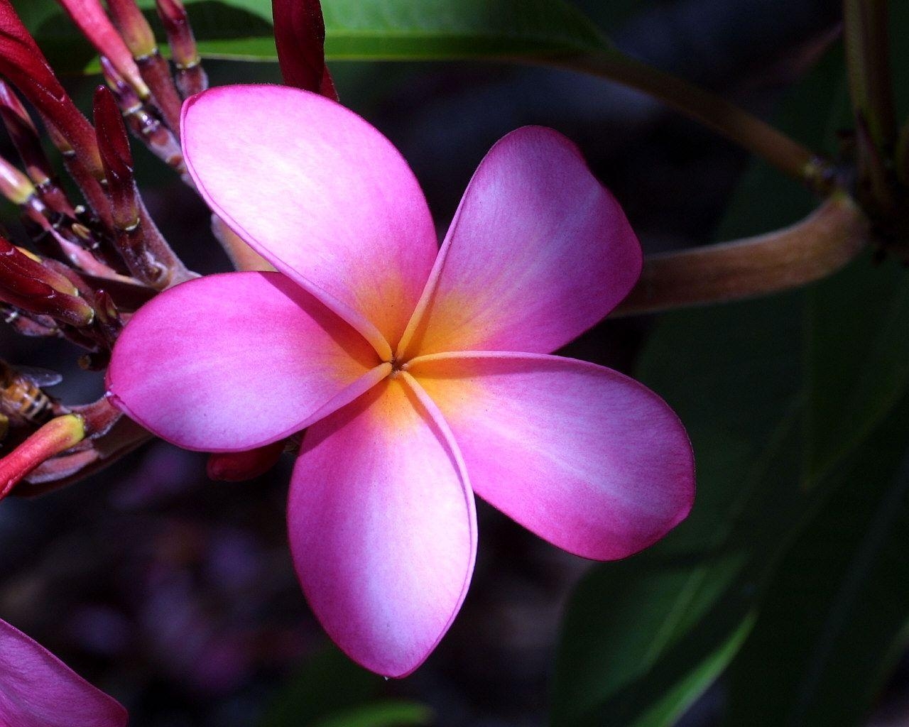 Plumeria, Natur, Desktop, Blume, Hintergrund, 1280x1030 HD Desktop