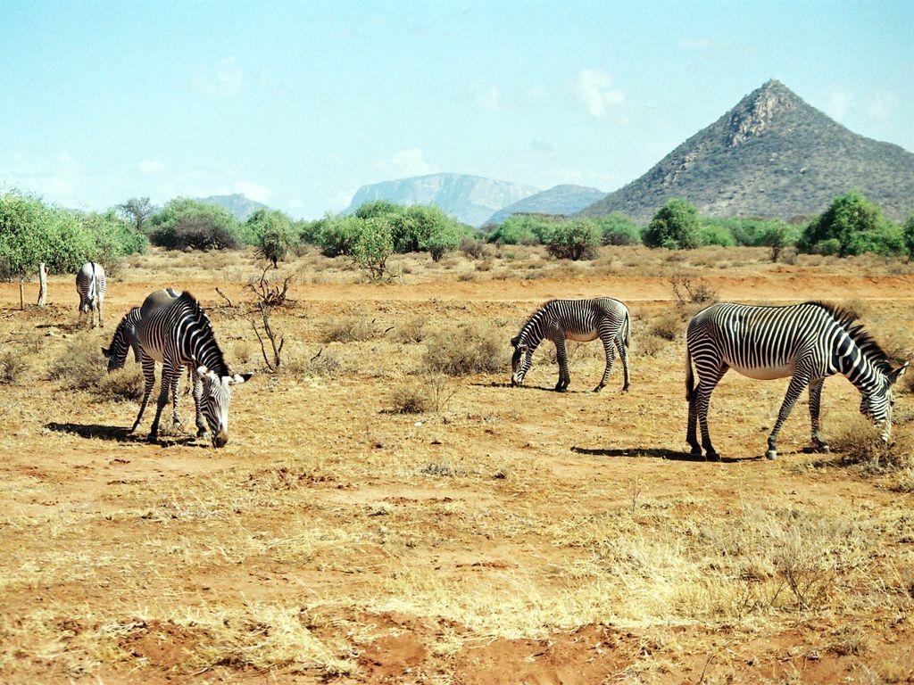 Tiere, Kenia, HD, Beliebte Bilder, 1030x770 HD Desktop