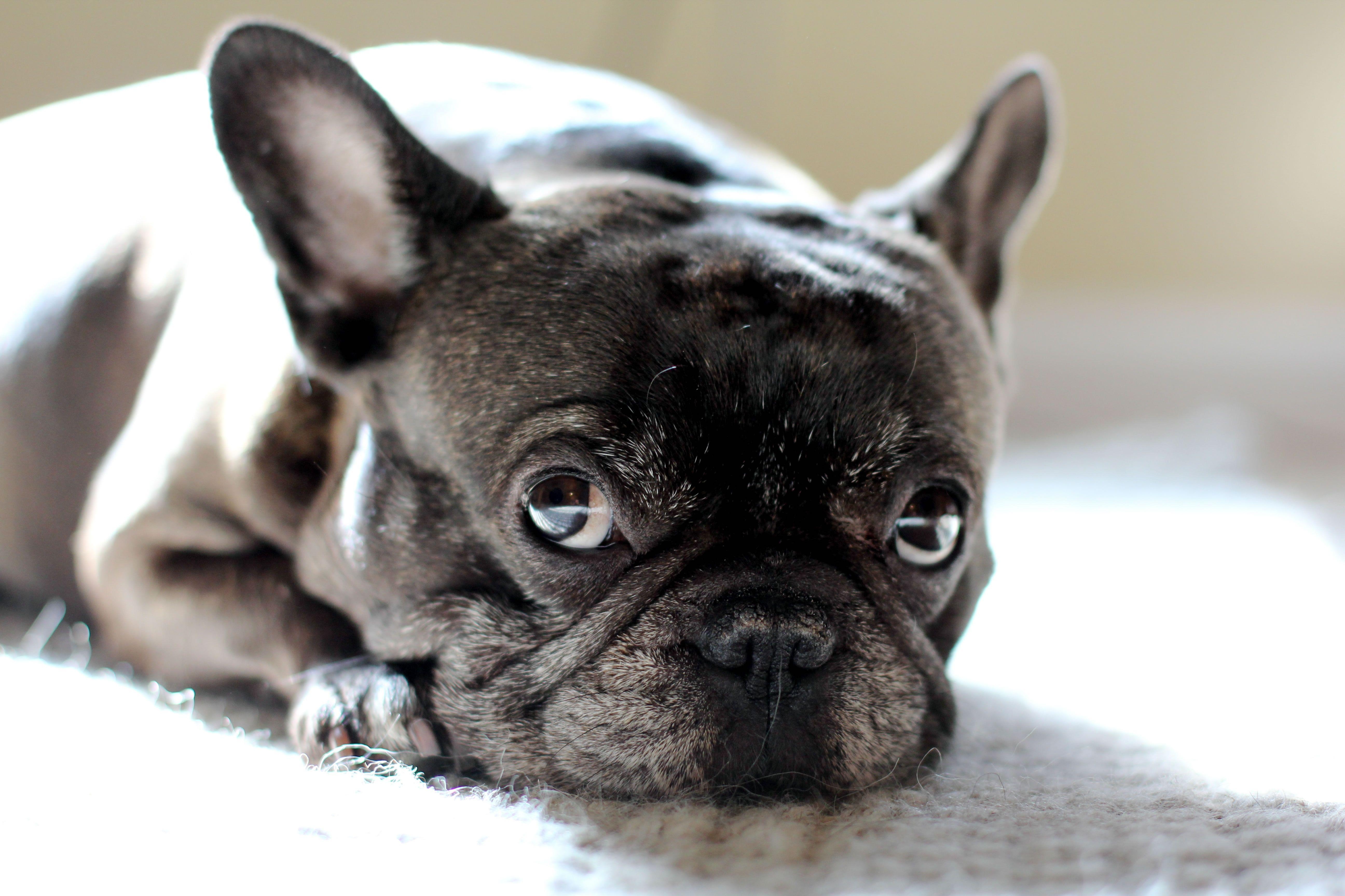 Französische Bulldogge, Hund, Doggy Rocks, Hintergrund, Süß, 5190x3460 4K Desktop