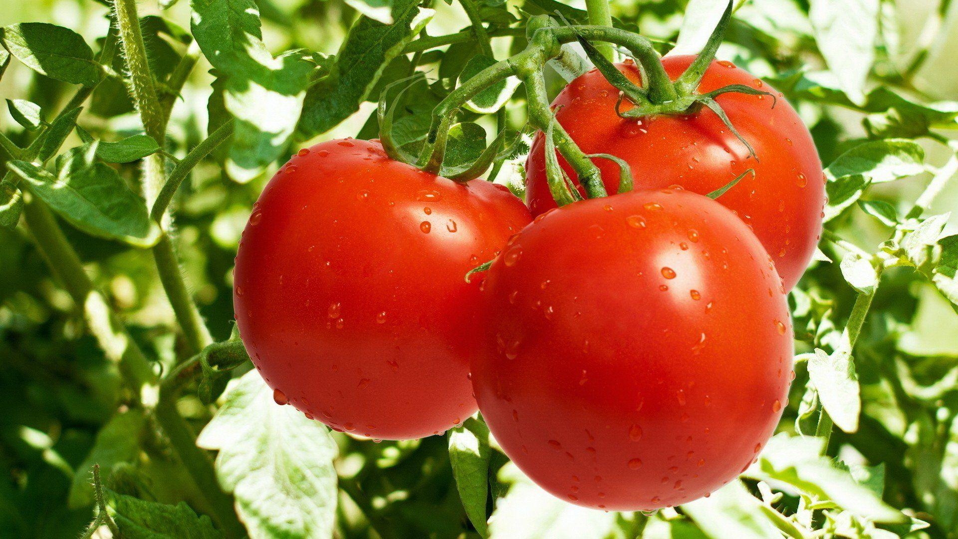 Tomate, HD, Hintergrund, Bild, Gemüse, 1920x1080 Full HD Desktop