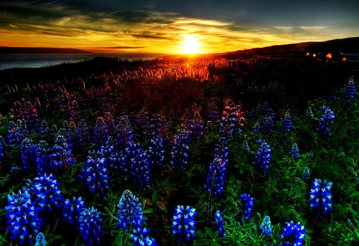 Texas, Bluebonnet, HD, downloaden, Hintergrund, 1200x830 HD Desktop