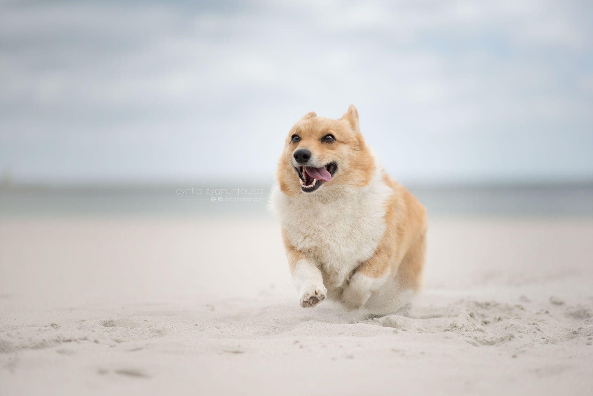 Welsh Corgi, Hintergrundbild, Hund, Niedlich, Tier, 2050x1370 HD Desktop