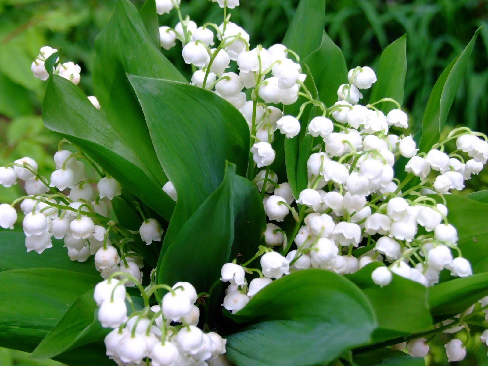 Maiglöckchen, Blumenbild, x1200, Naturaufnahme, Pflanzen, 1600x1200 HD Desktop