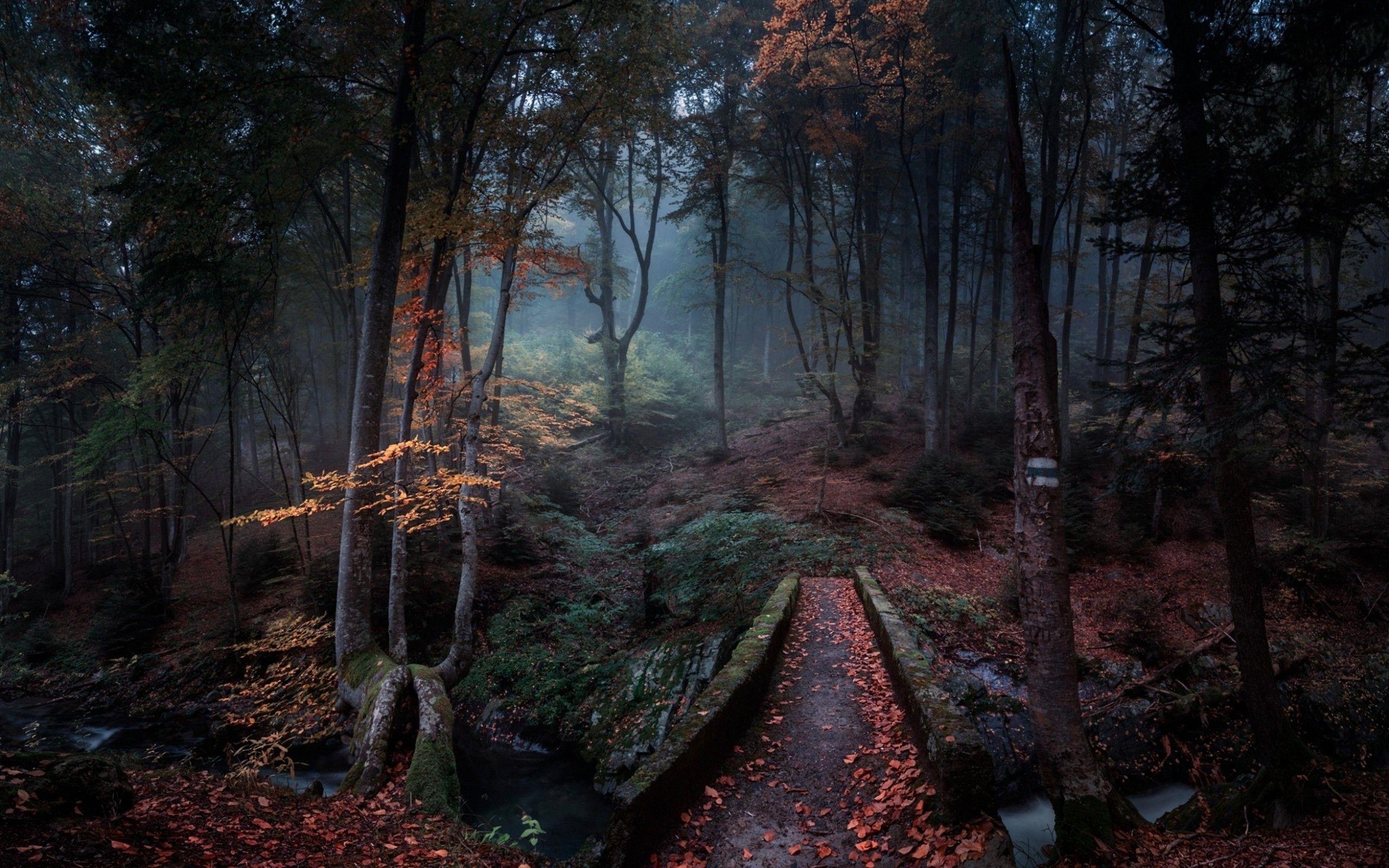 Bulgarien, Dunkler Wald, Nebel, Bach, Natur, 2560x1600 HD Desktop