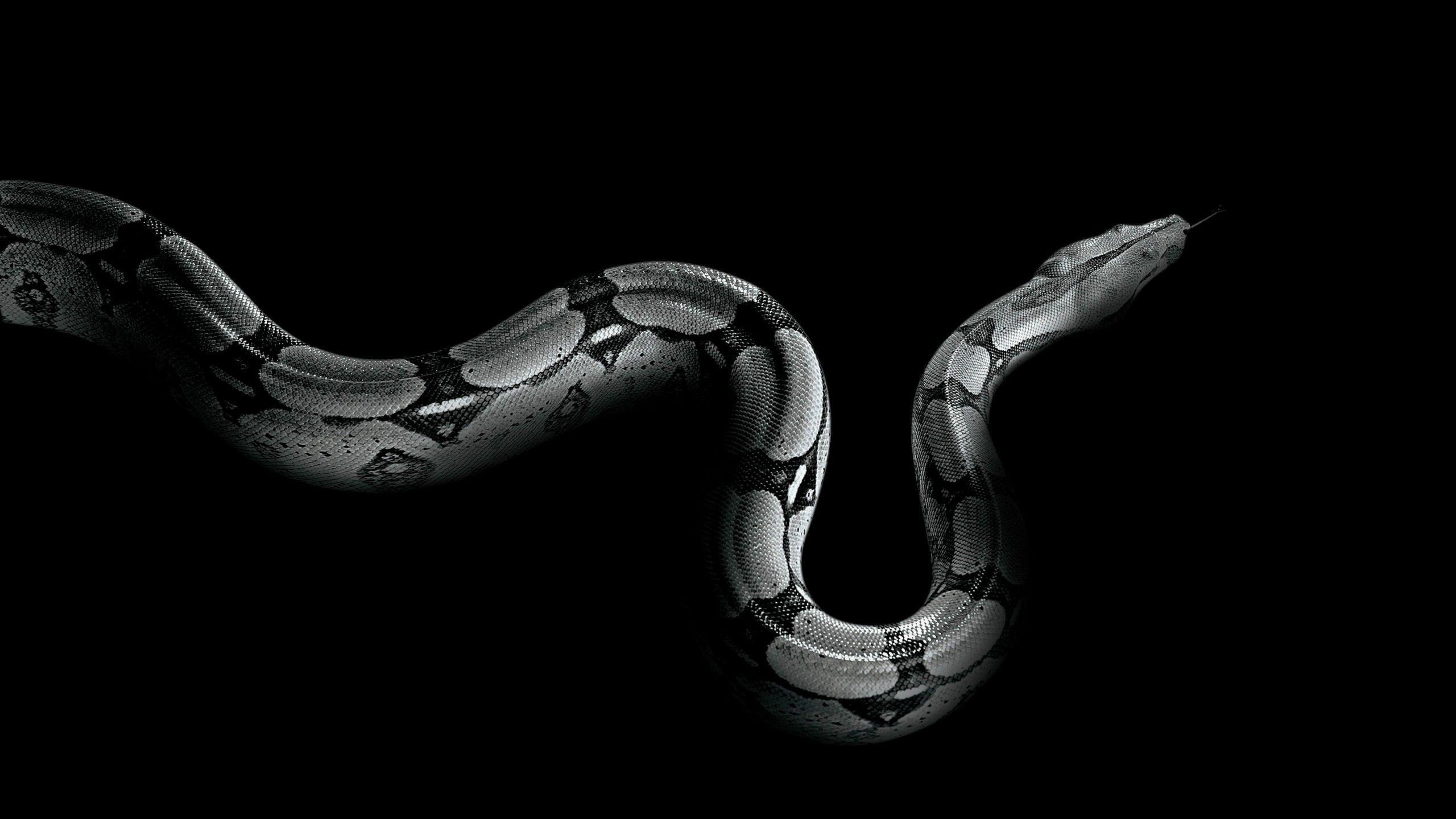 Python, Schlange, Tierbilder, Design, Boa Constrictor, 2560x1440 HD Desktop