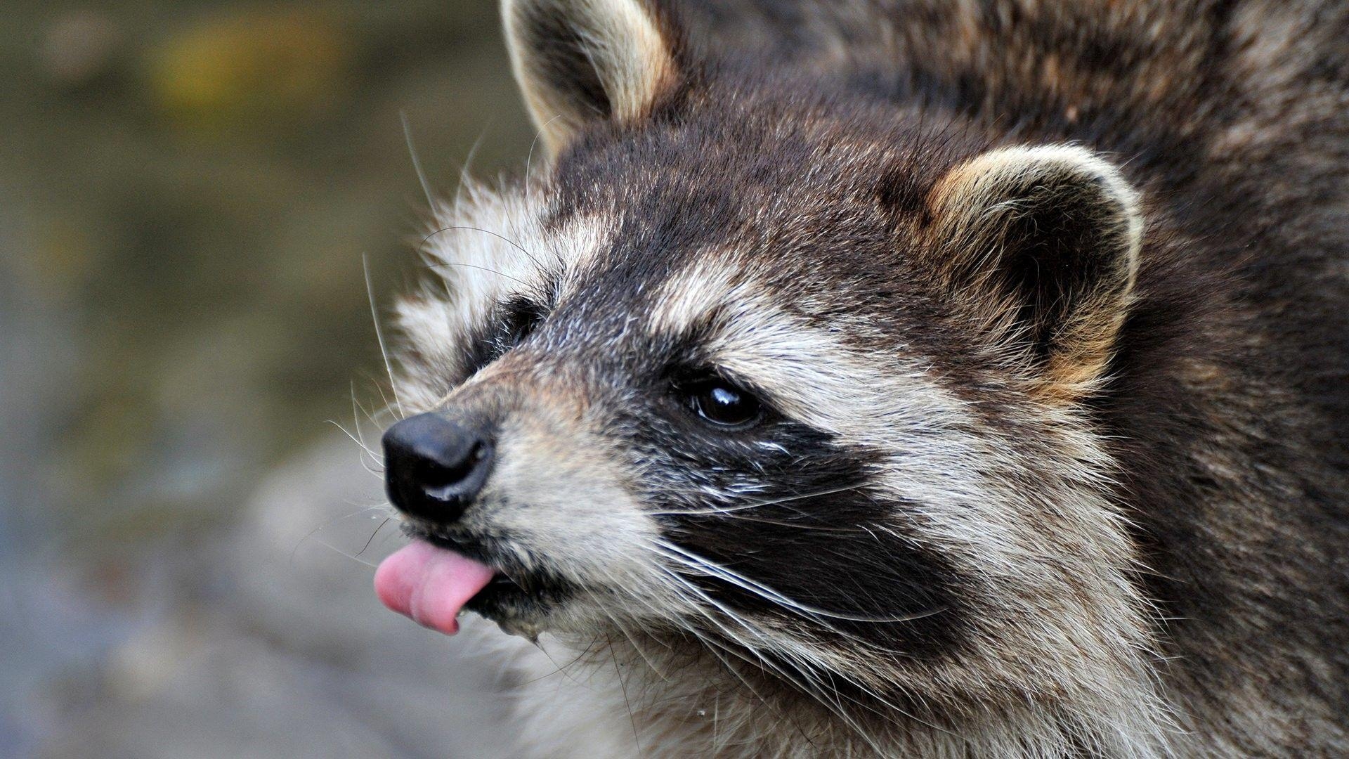 Waschbär, Wildtiere, Natur, Hintergründe, Niedlich, 1920x1080 Full HD Desktop