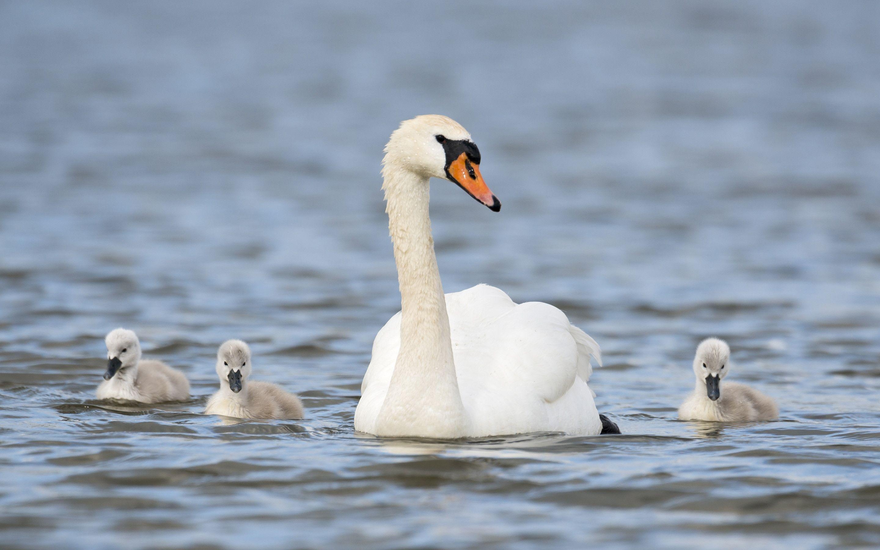 Schwan, HD, Tiere, Bild, Hintergrund, 2880x1800 HD Desktop