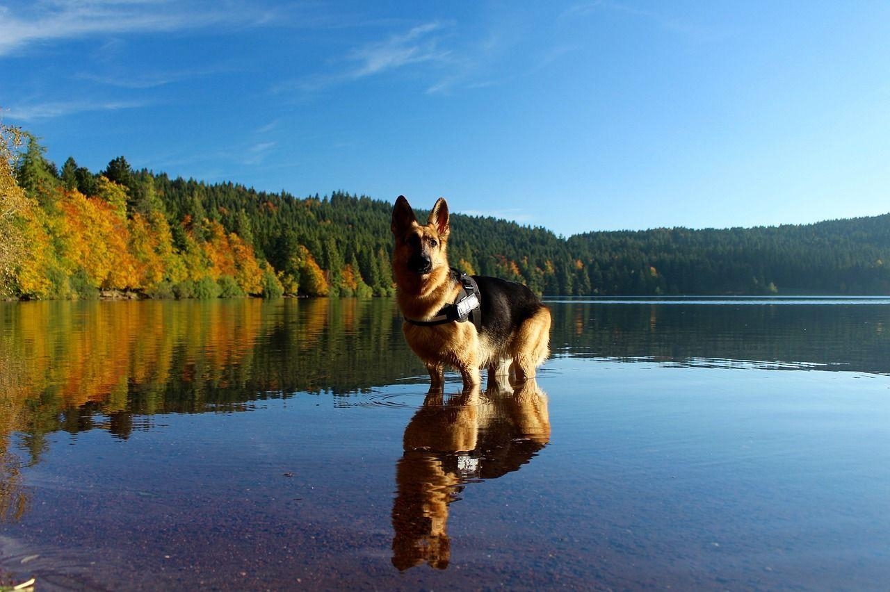 Deutscher Schäferhund, Tierbilder, Hintergrund, Fundorte, Schäfer, 1280x860 HD Desktop