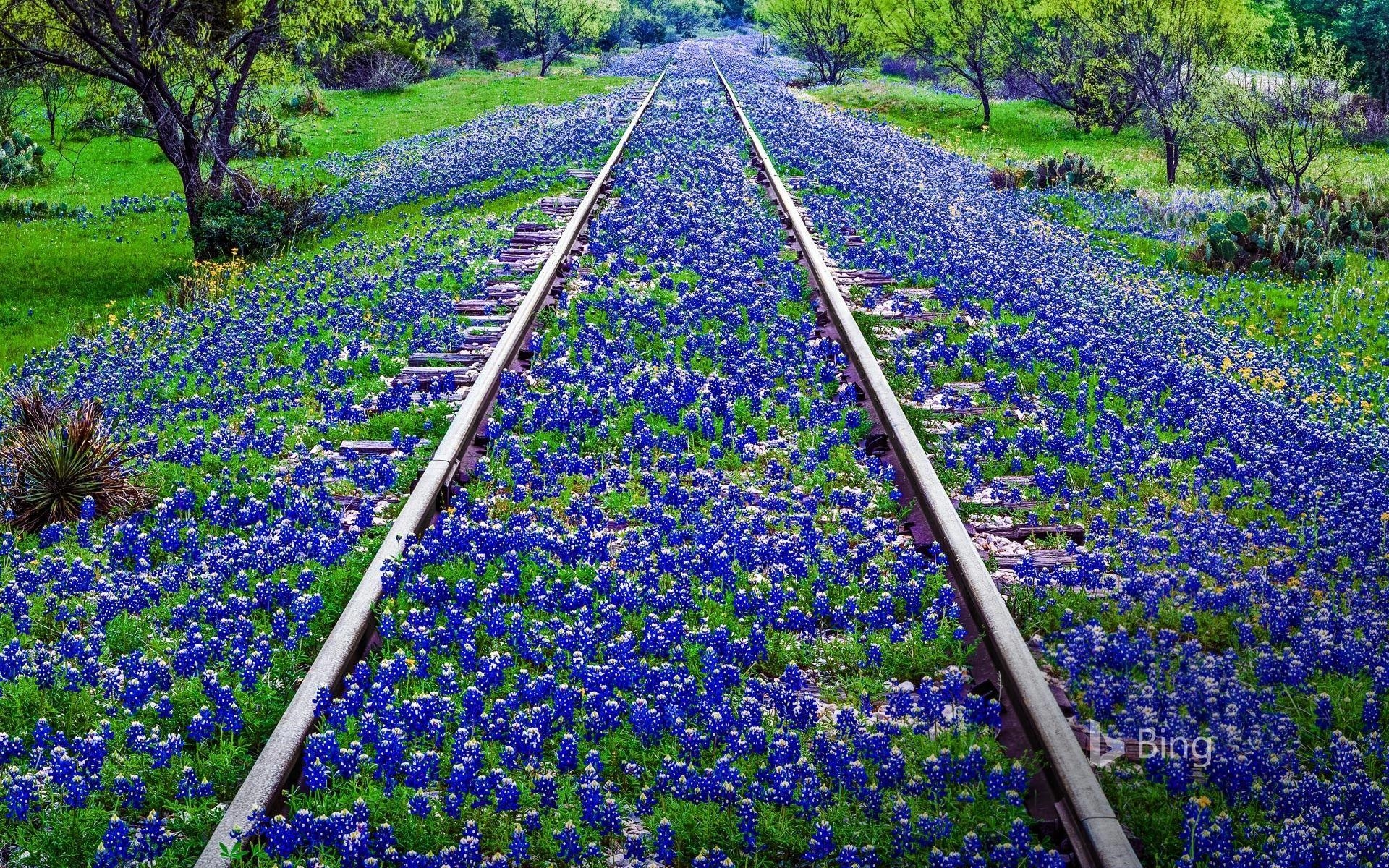 Blumen, Bluebonnet, Llano Texas, Wildblumen, Natur, 1920x1200 HD Desktop