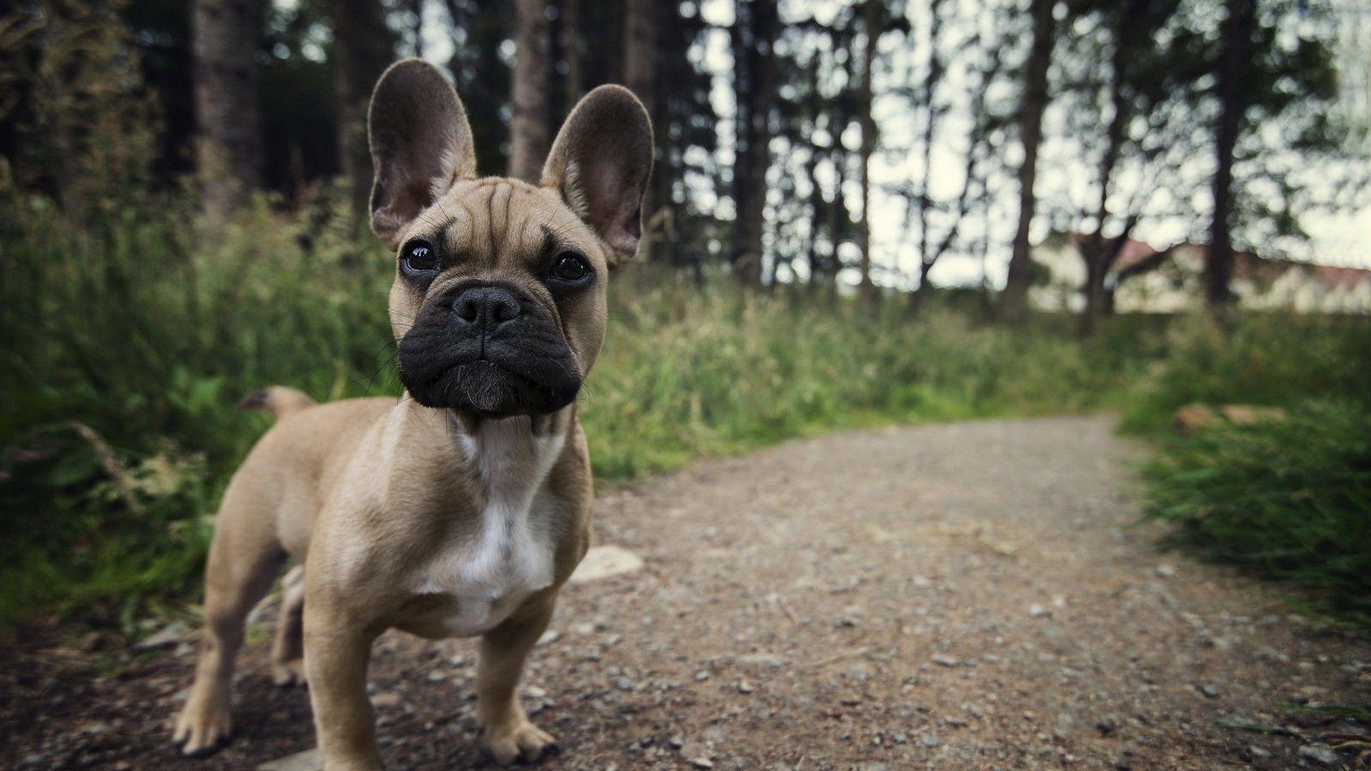 Französische Bulldogge, Tier, Hund, Haustier, HD, 1920x1080 Full HD Desktop