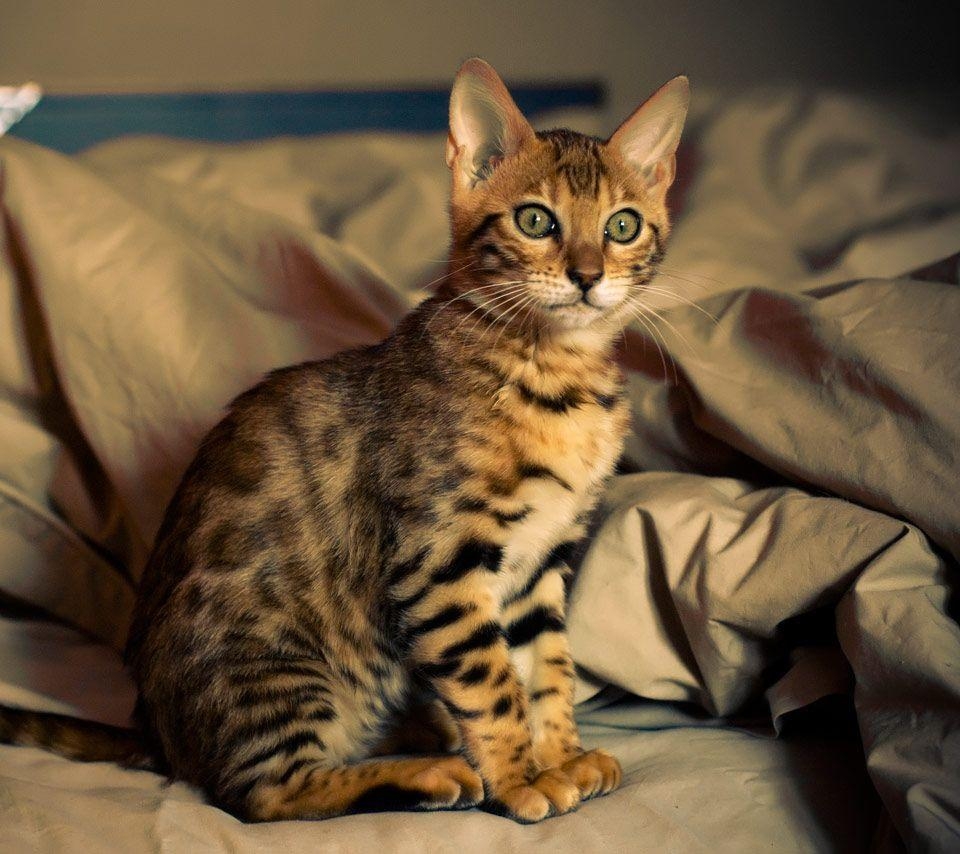 Bengalkatzen, Hintergrund, Fotografie, Haustiere, 960x860 HD Desktop