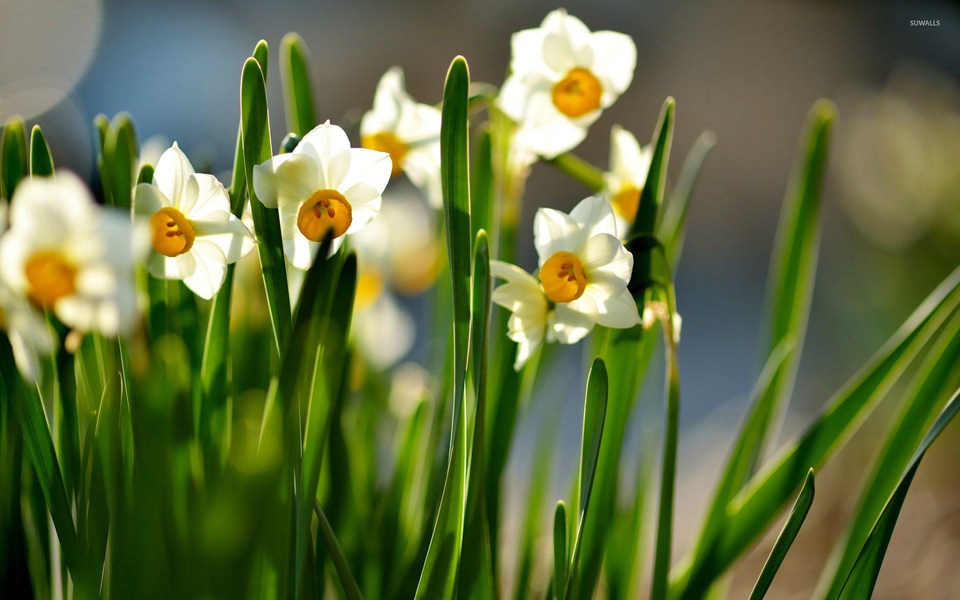 Weiße Narzissen, Orange, Blumen, HD, Hintergrundbilder, 1920x1200 HD Desktop