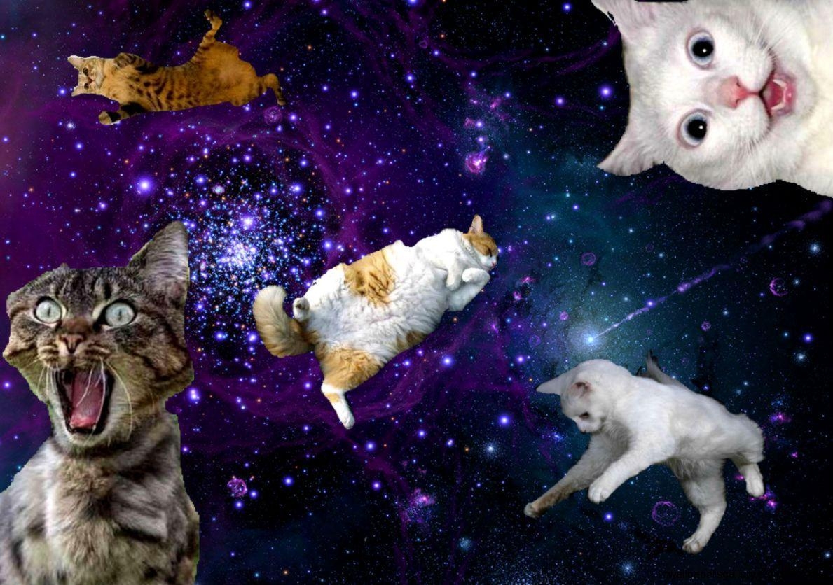 Katzen, Tumblr, Galaxie, Ästhetik, Kreativ, 1190x840 HD Desktop