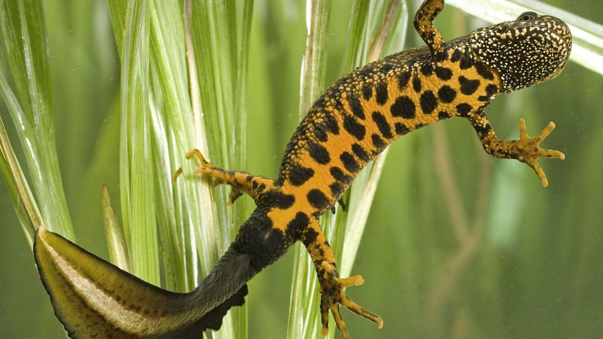 Tiger-Salamander, Kostenlose, Bild, Tiere, Natur, 1920x1080 Full HD Desktop