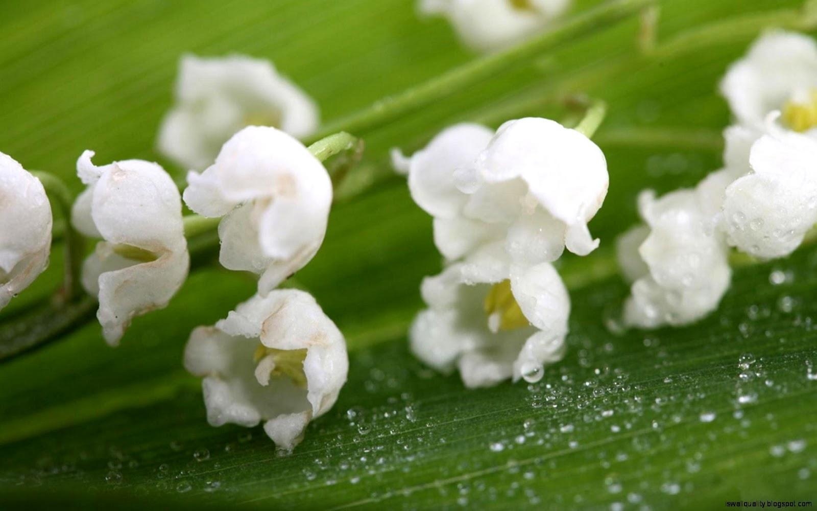 Maiglöckchen, Kostenlos, HD, Hintergrund, Blumen, 1600x1000 HD Desktop