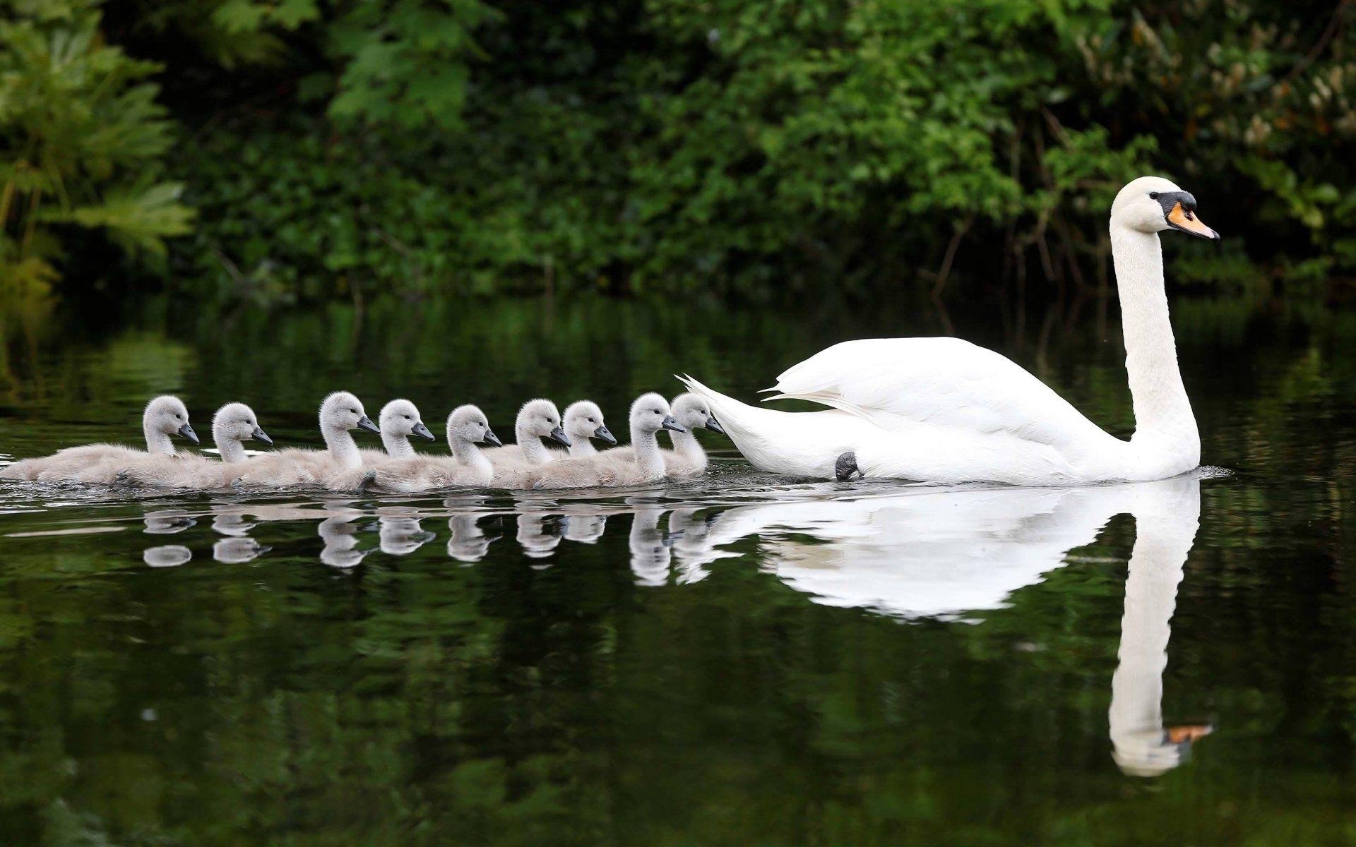 Stummer Schwan, HD Bild, Natur, Vogel, 1920x1200 HD Desktop