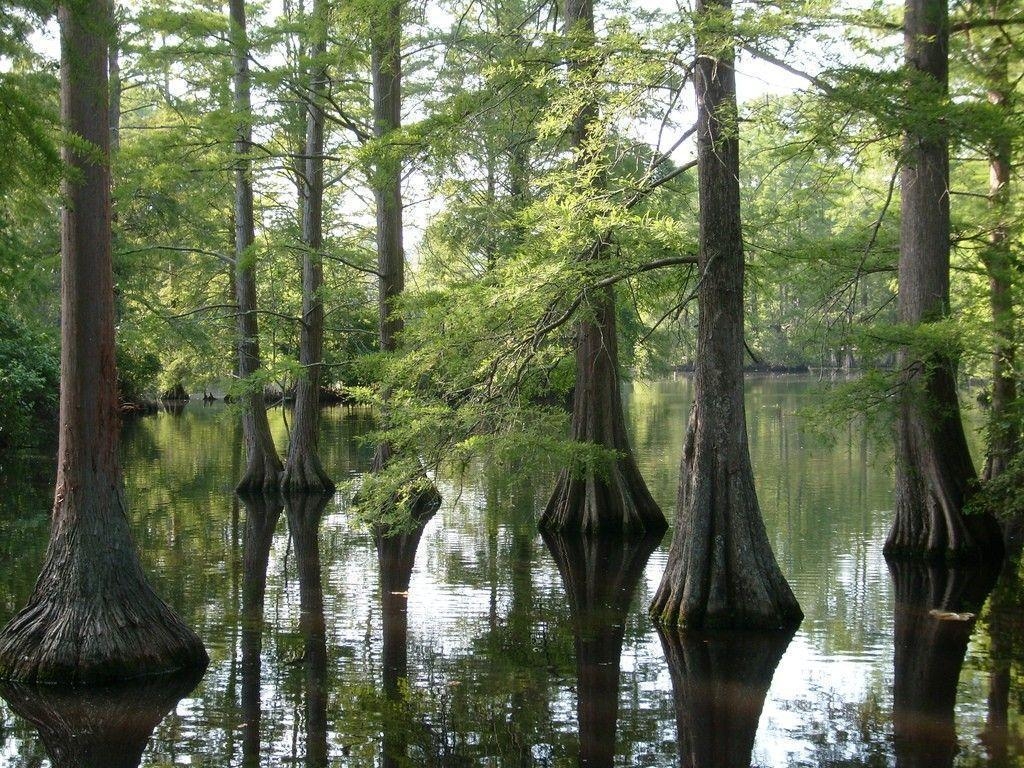 Louisiana, USA, Landschaft, Sumpf, Reise, 1030x770 HD Desktop