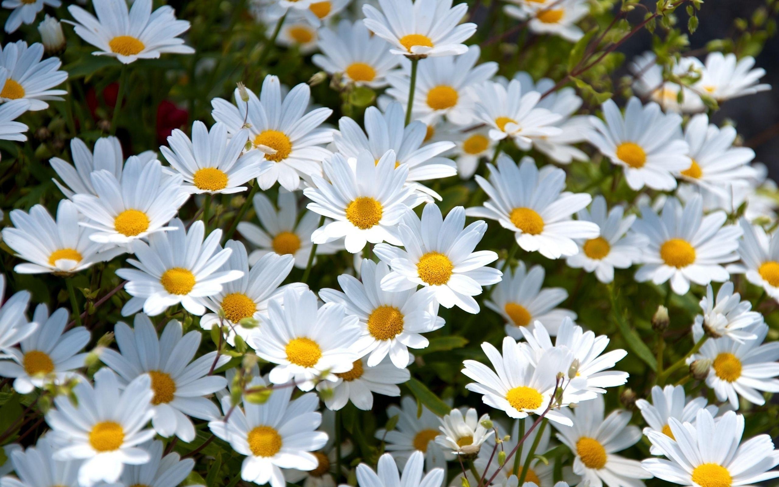 Gänseblümchen, Hohe Qualität, Hintergrund, Natur, Bild, 2560x1600 HD Desktop