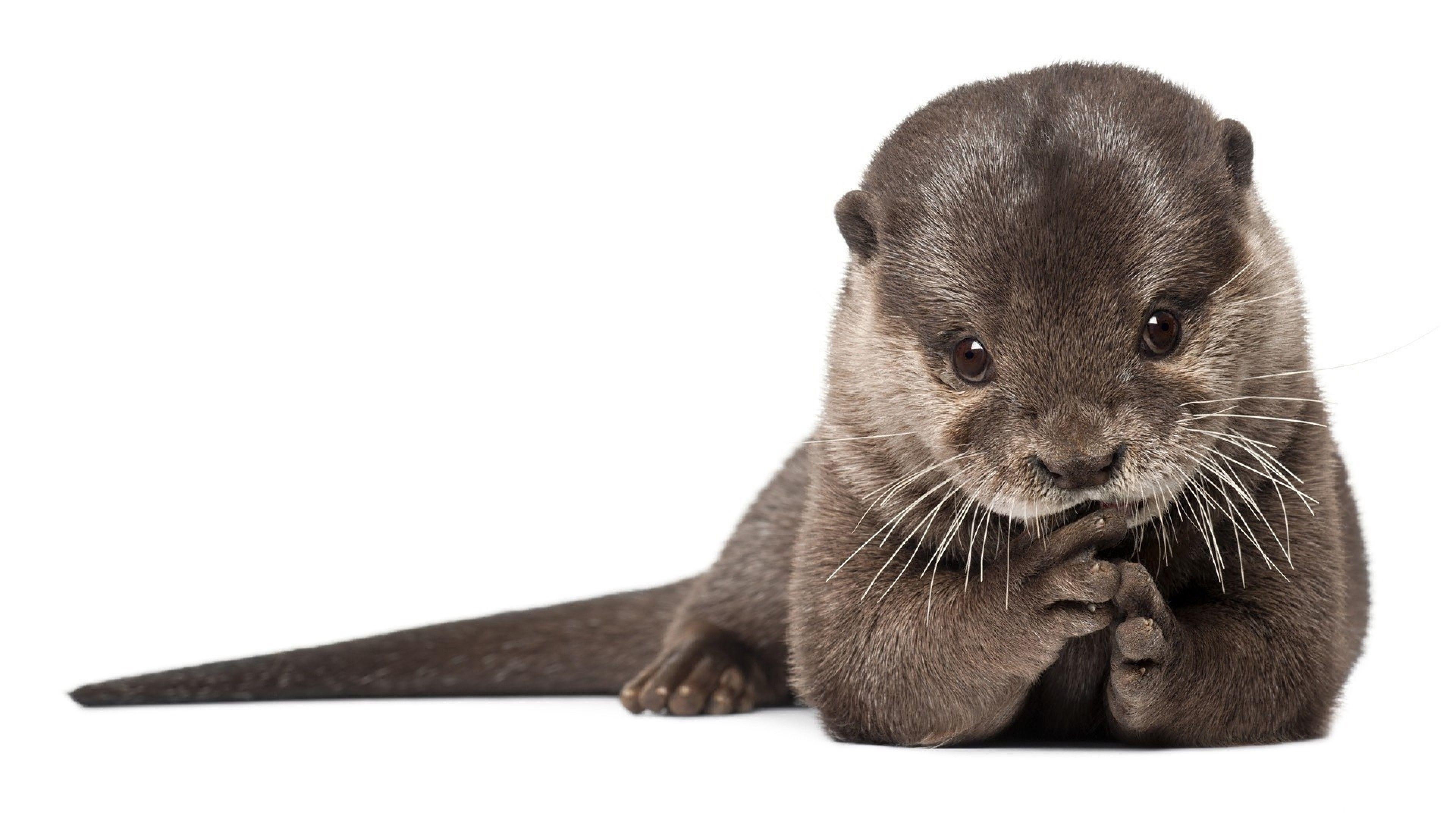 Otter, Säugetier, Wasser, Tierreich, Natur, 3840x2160 4K Desktop