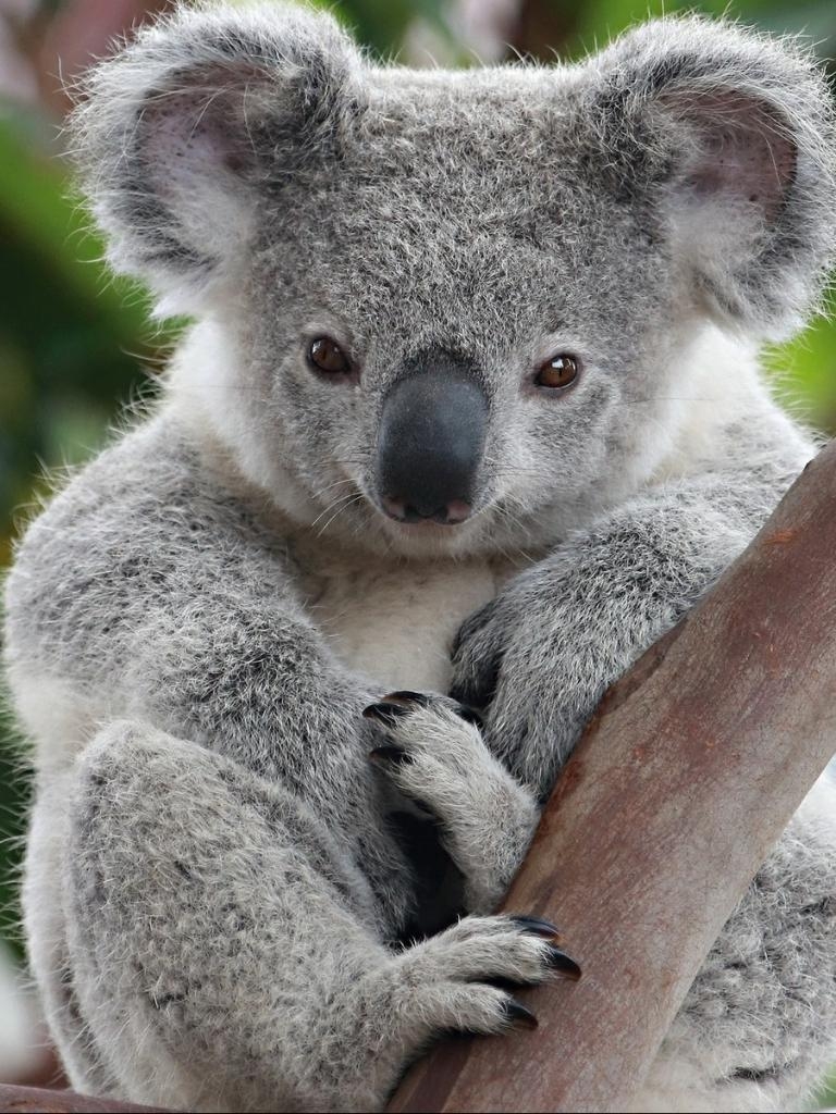 Tier, Koala, Australien, Niedlich, Baum, 770x1030 HD Handy