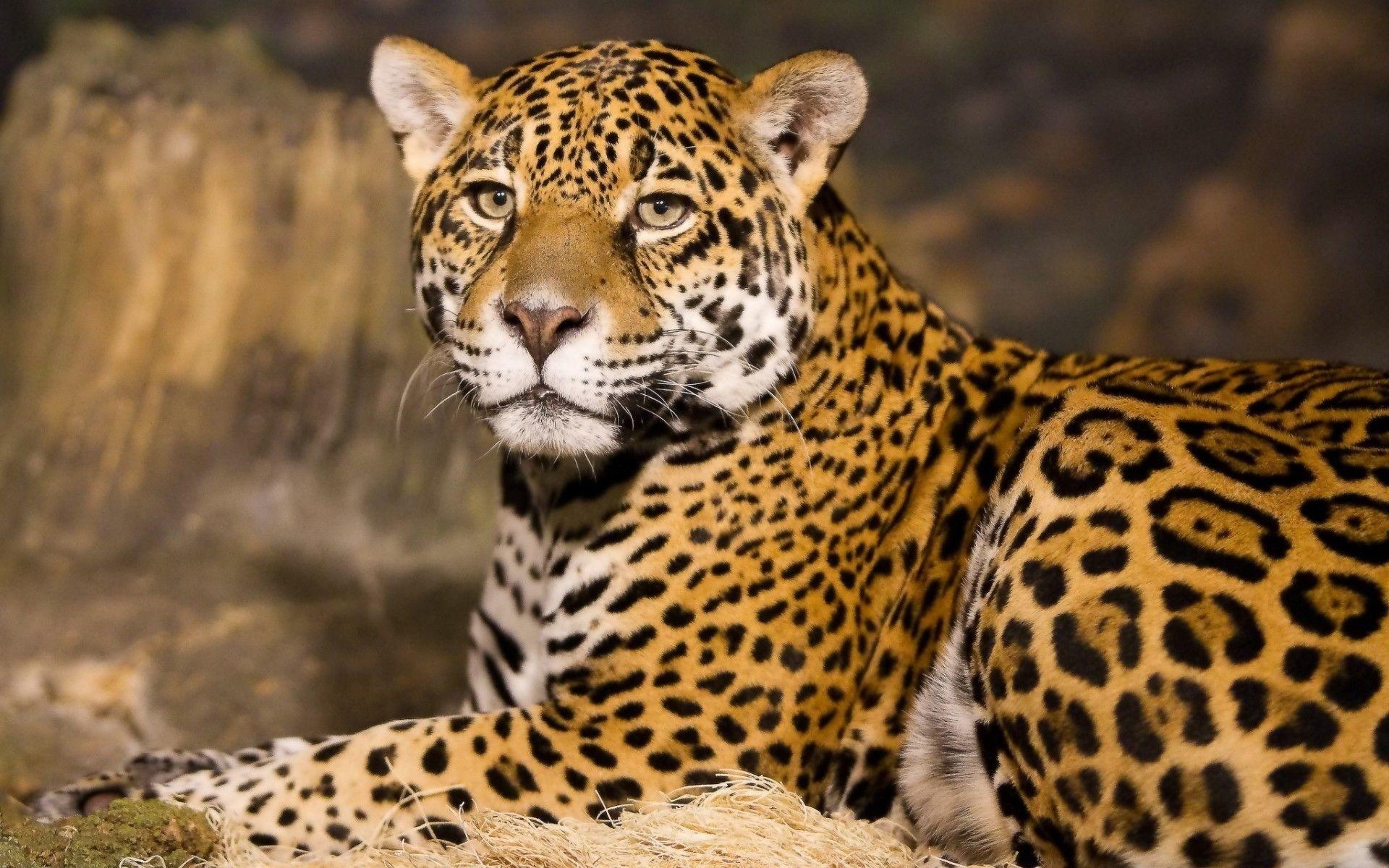 Gepard, Tiere, HD, Hintergrund, Bild, 1920x1200 HD Desktop