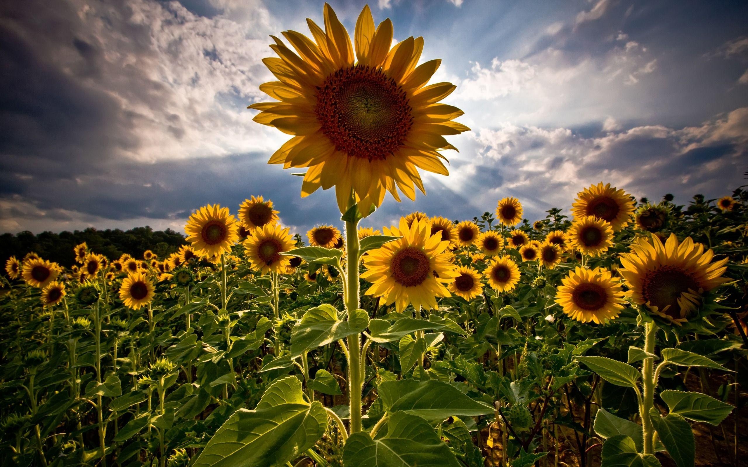 Sonnenblumen, Blumen, Natur, JPG-Format, 2560x1600 HD Desktop