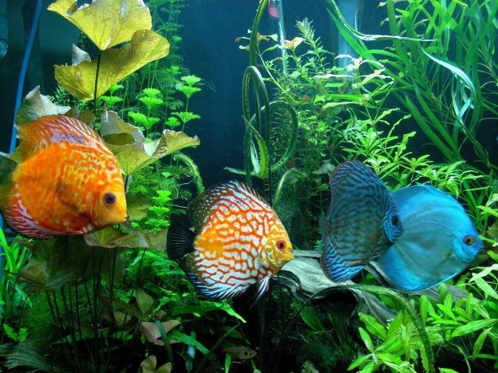 Diskusfisch, Aquarium, Tropisch, Farben, Unterwasserbild, 1030x770 HD Desktop