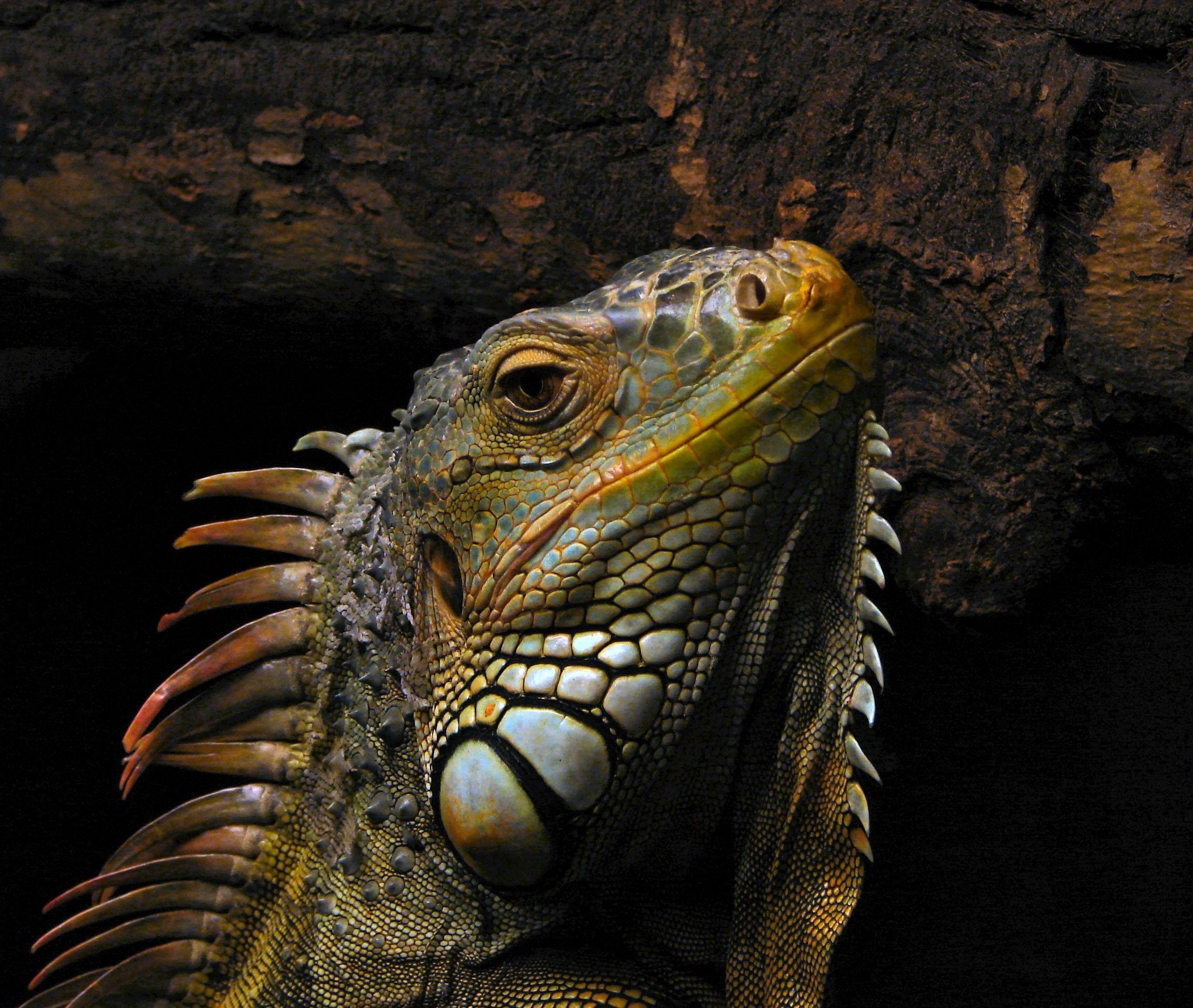 Reptilien, Leguan, Tiere, Qualität, Download, 2300x1950 HD Desktop