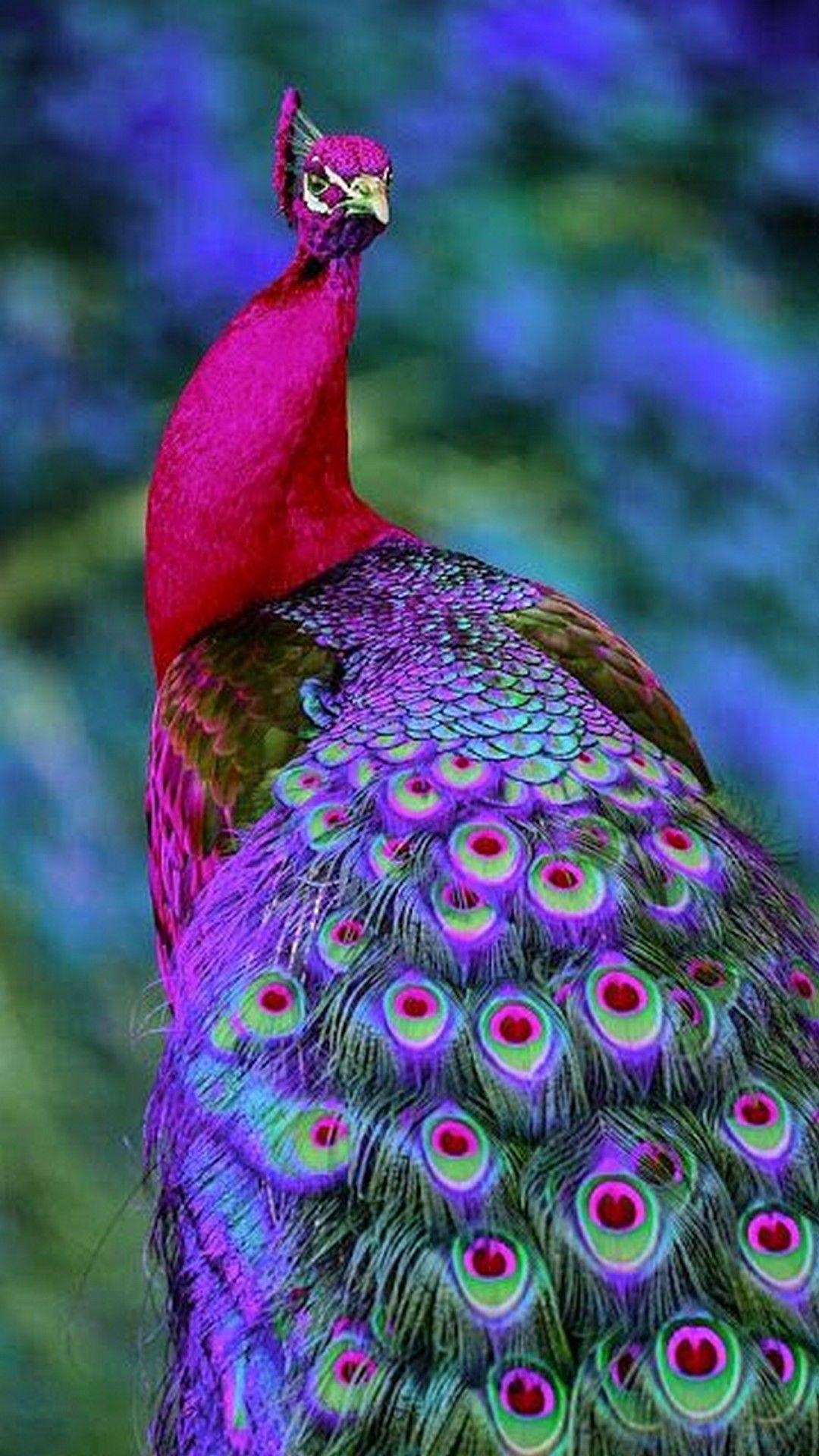 Pfau, Hintergrundbild, Farbenpracht, Majestätisch, Vogel, 1080x1920 Full HD Handy