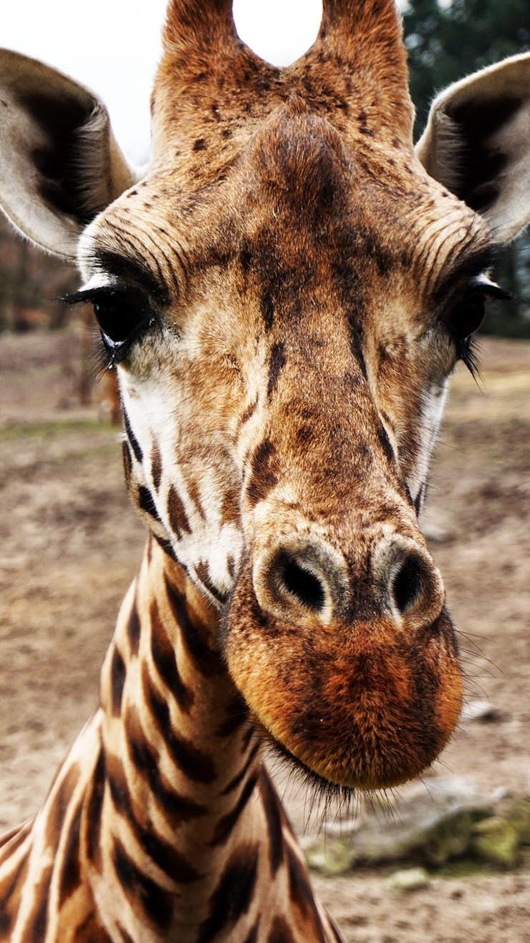 Kostenlos, HD, Giraffenbild, Handy, Safari, 1080x1920 Full HD Handy