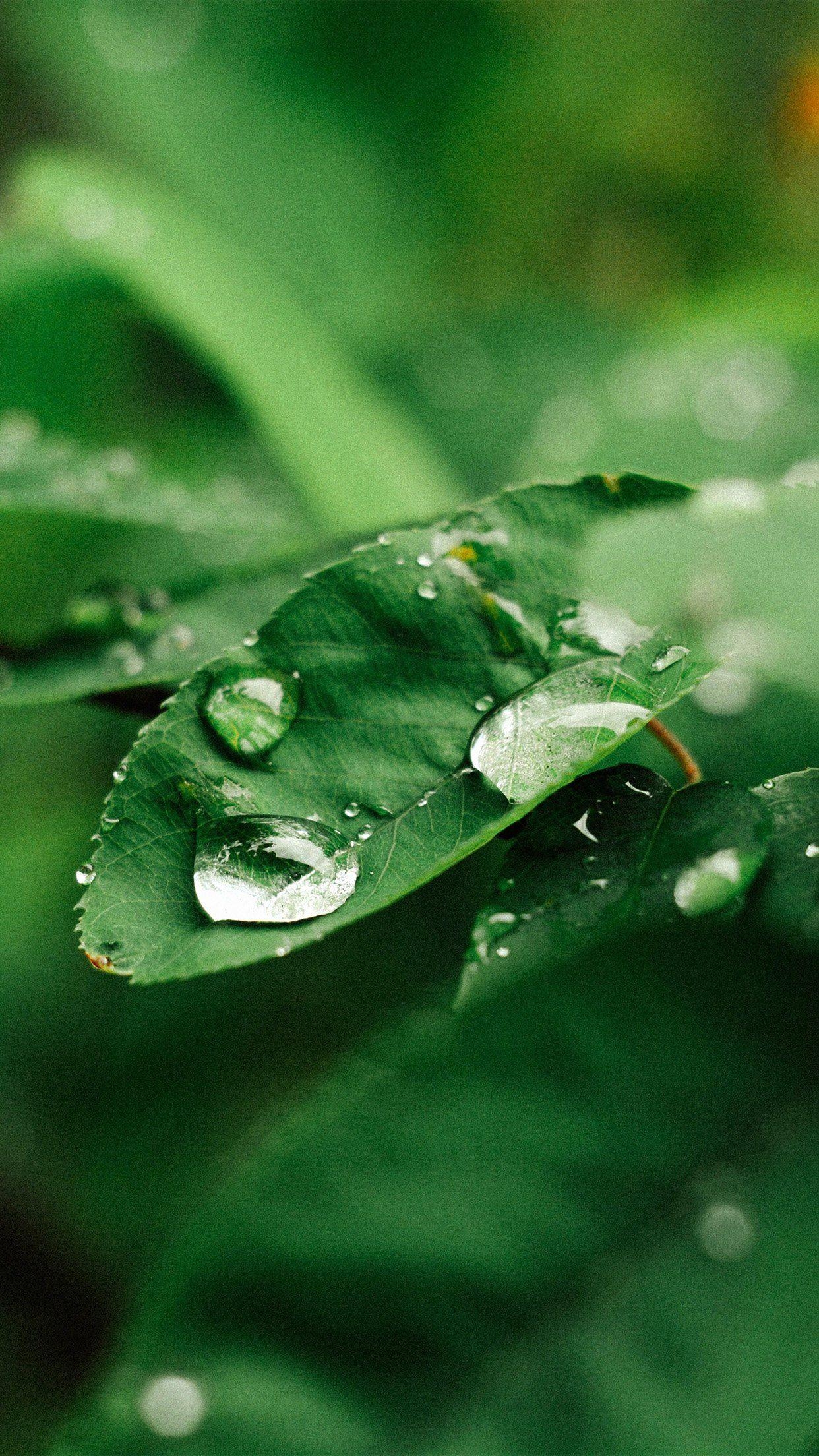 Blätter, Regen, Grün, Natur, Wald, 1250x2210 HD Handy