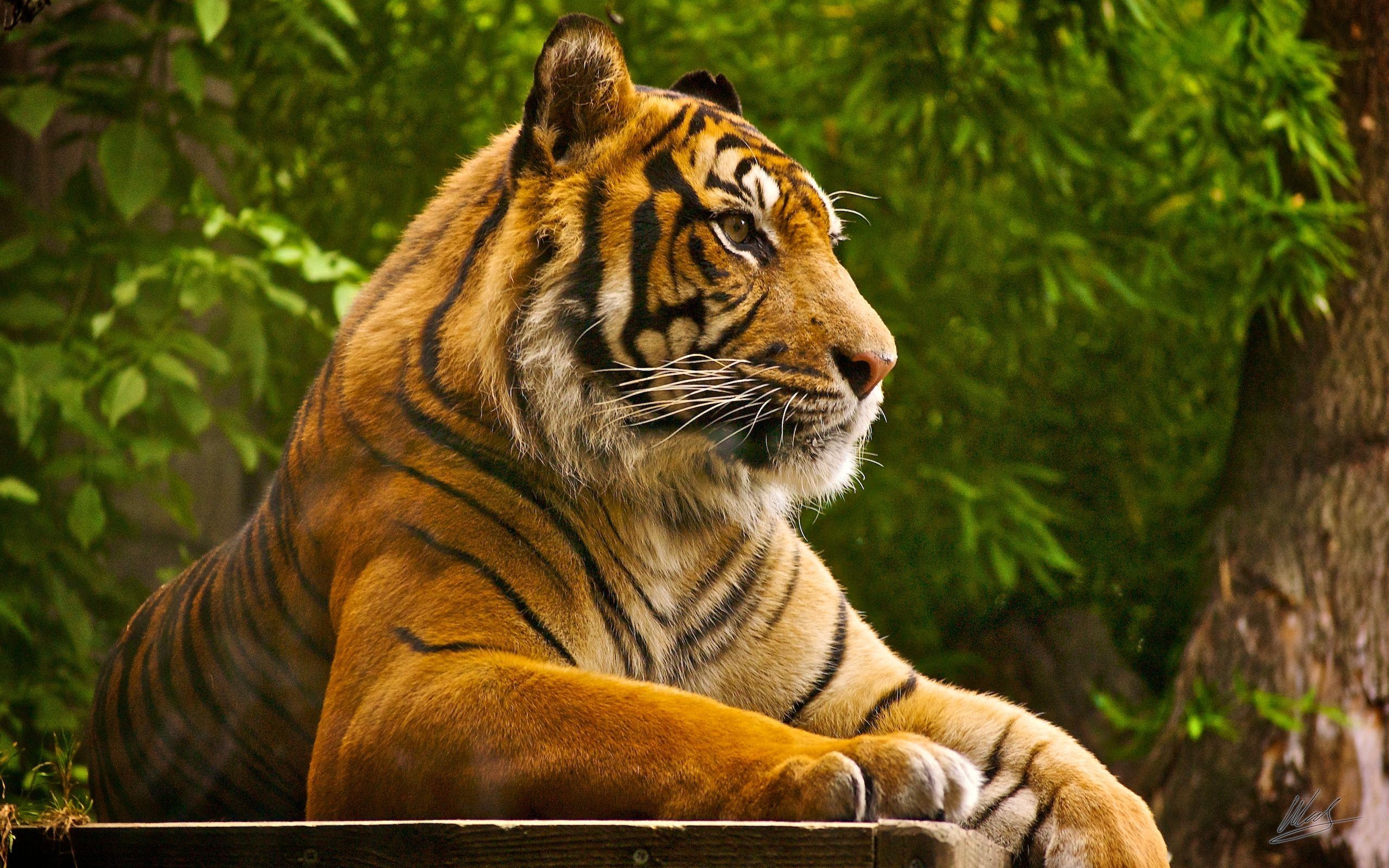 Sumatra Tiger, Bild, Hintergrund, Exotisch, Wildnis, 2560x1600 HD Desktop