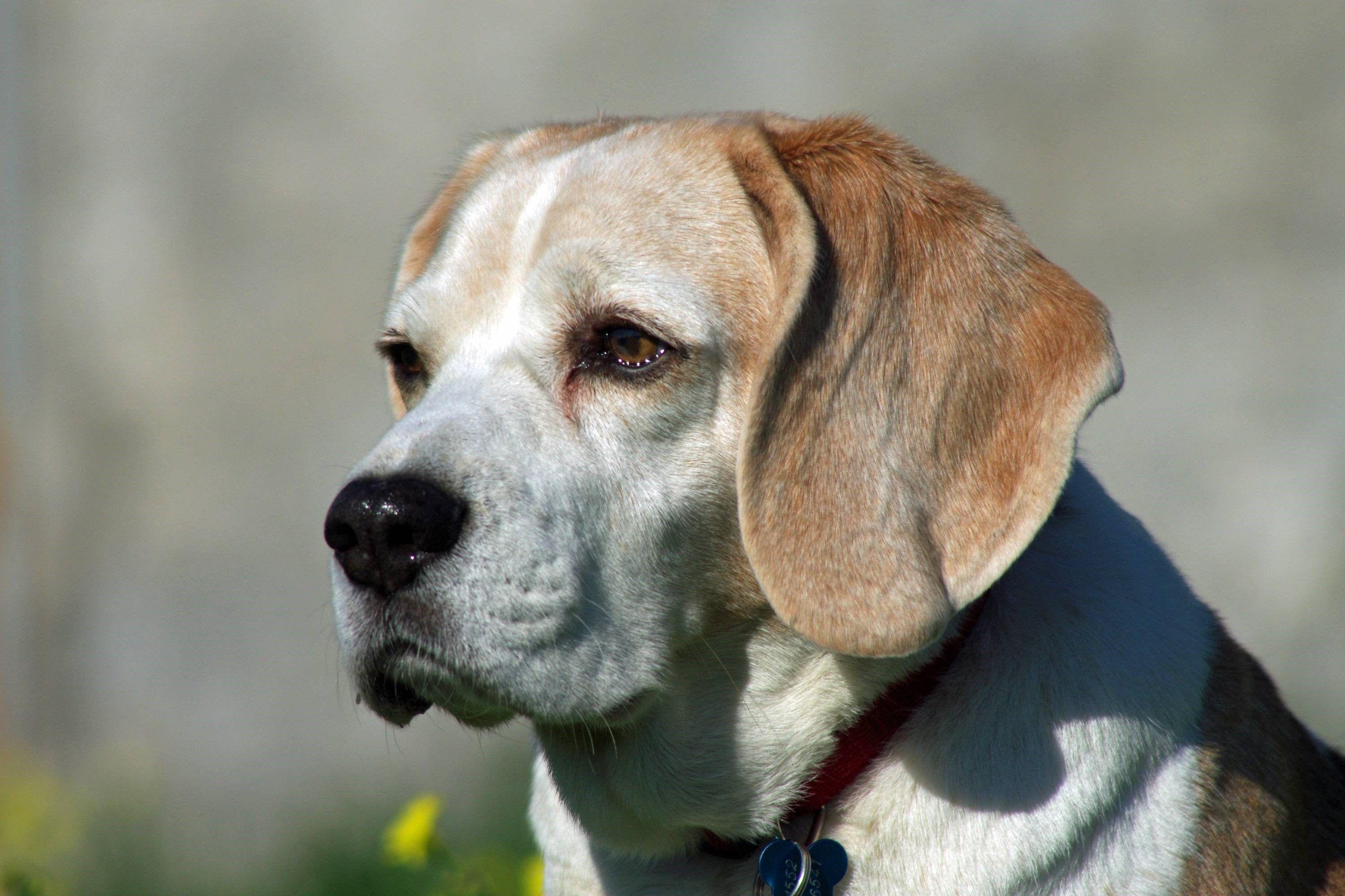 Beagle, Bild, Hund, Tiere, Hintergrund, 3000x2000 HD Desktop