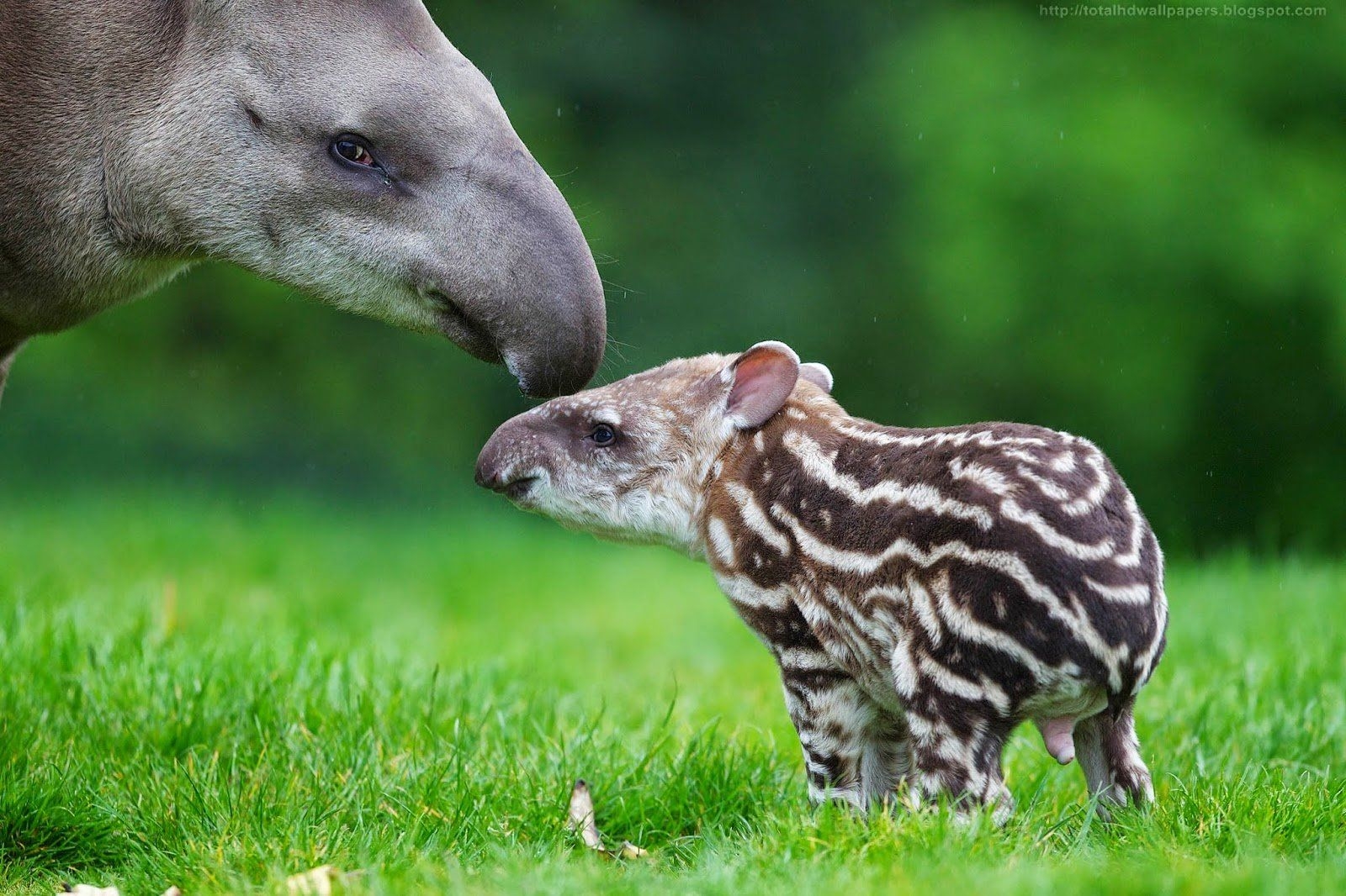 Tapir, Breitbild, Hintergrund, 80430, Tiere, 1600x1070 HD Desktop