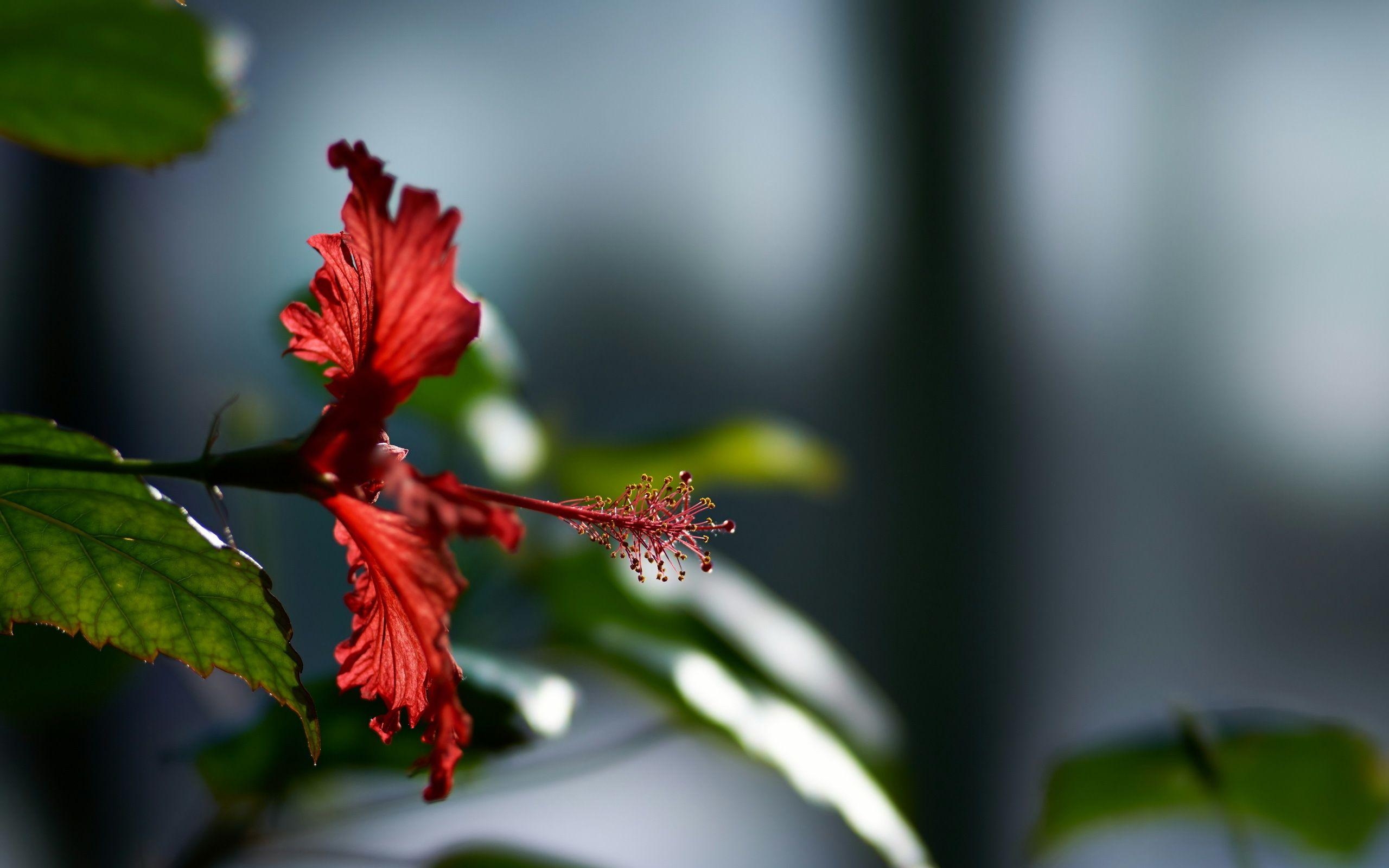 Hibiskus, HD-Blumen, 4K, Blühend, Natur, 2560x1600 HD Desktop