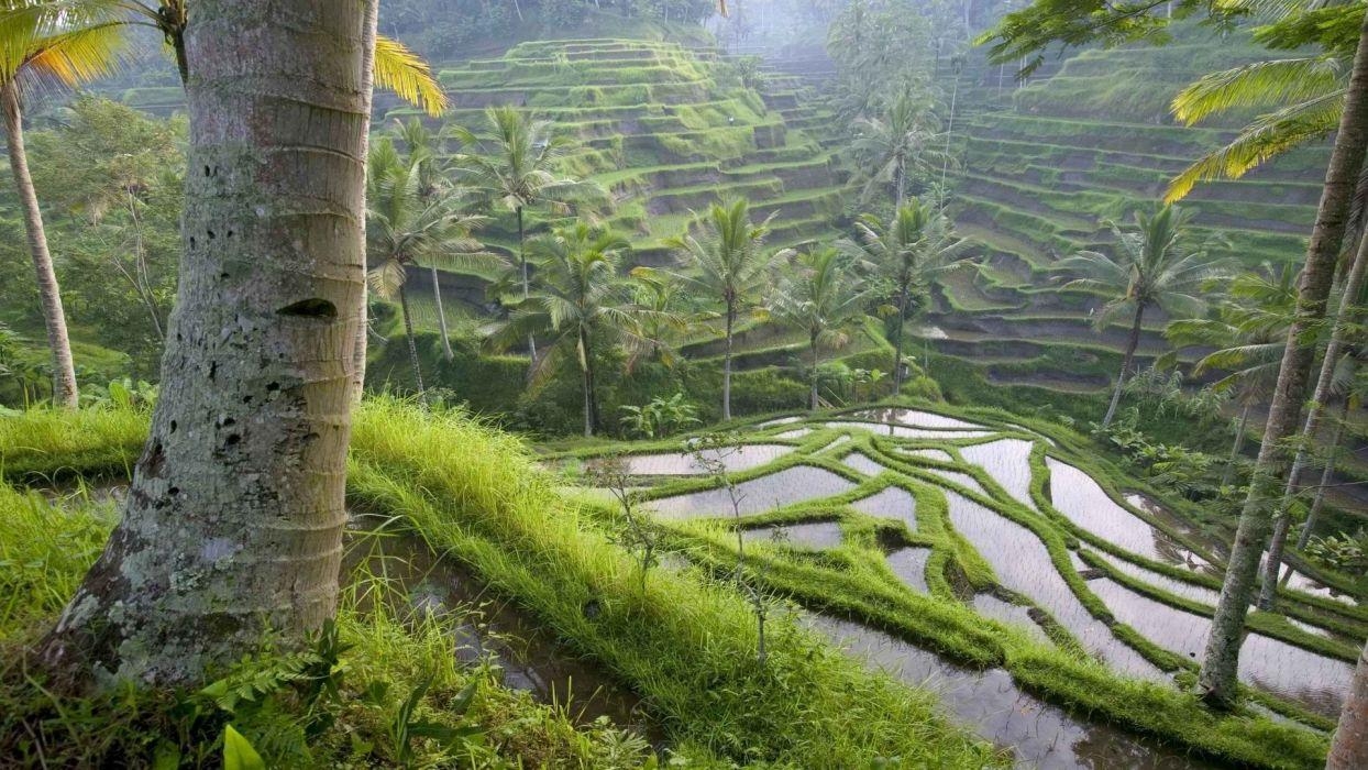 Reisterrassen, Bali, Indonesien, Landschaft, 1080p, 1250x700 HD Desktop